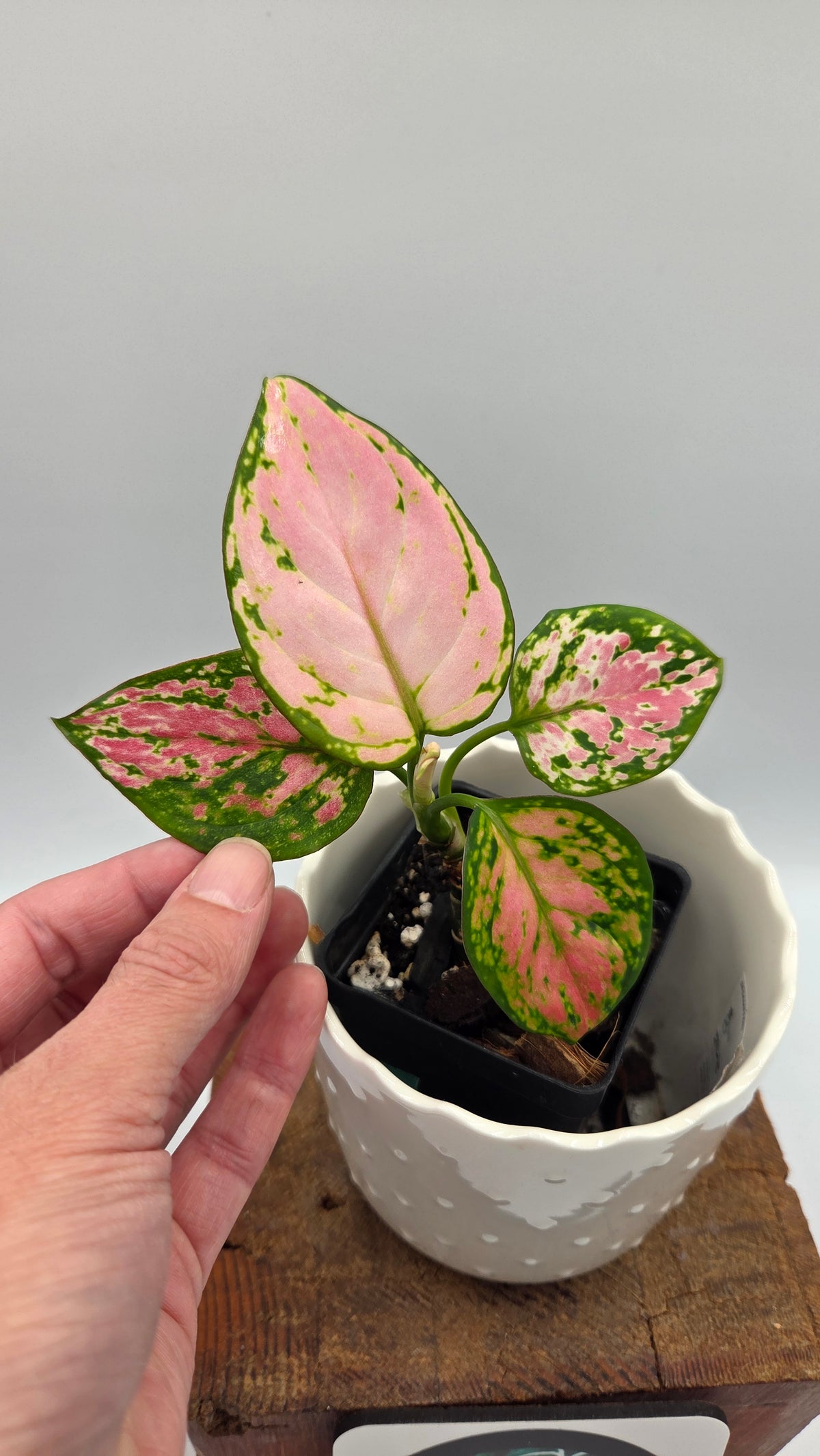 Agalonema Pink Star (AUT-102)