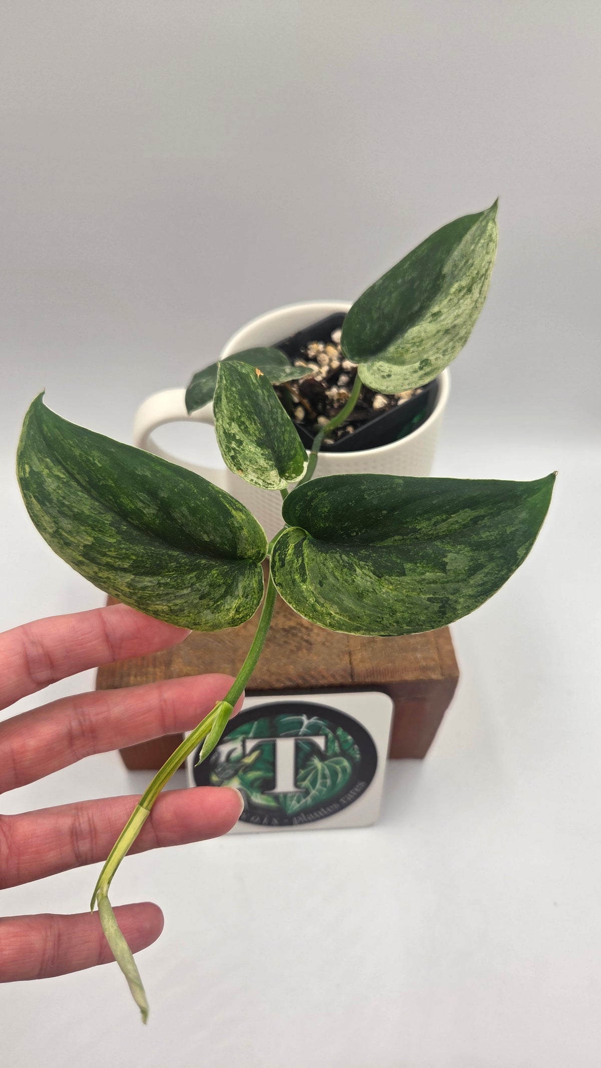 Scindapsus Silver Splash Tricolore (SCI-1521)