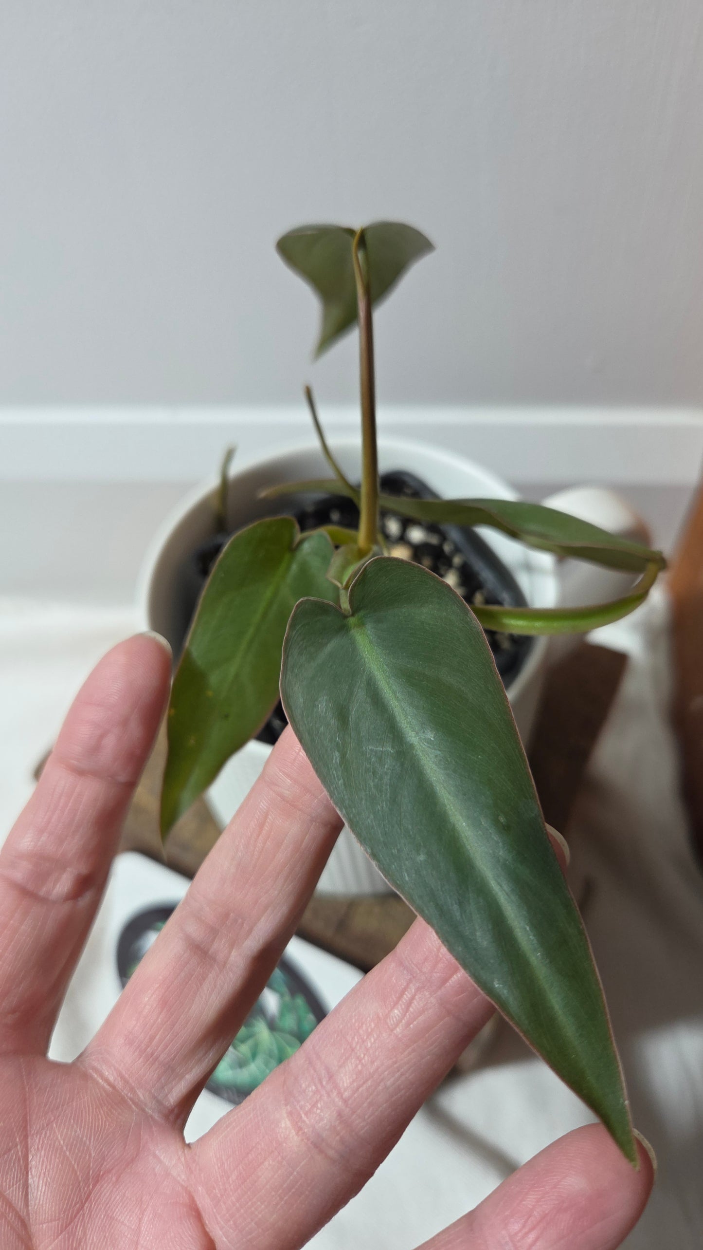 Philodendron Maximum (PHI-383)