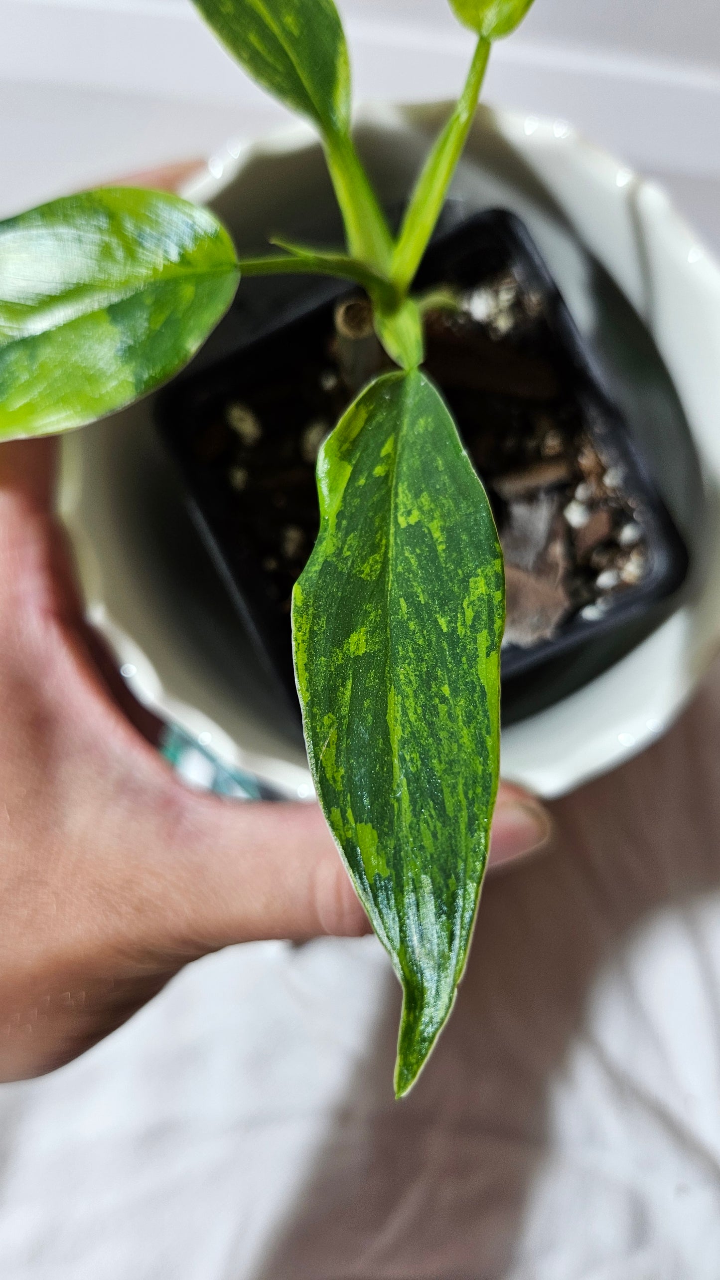 Philodendron Domesticum Variegata (PHI-565)