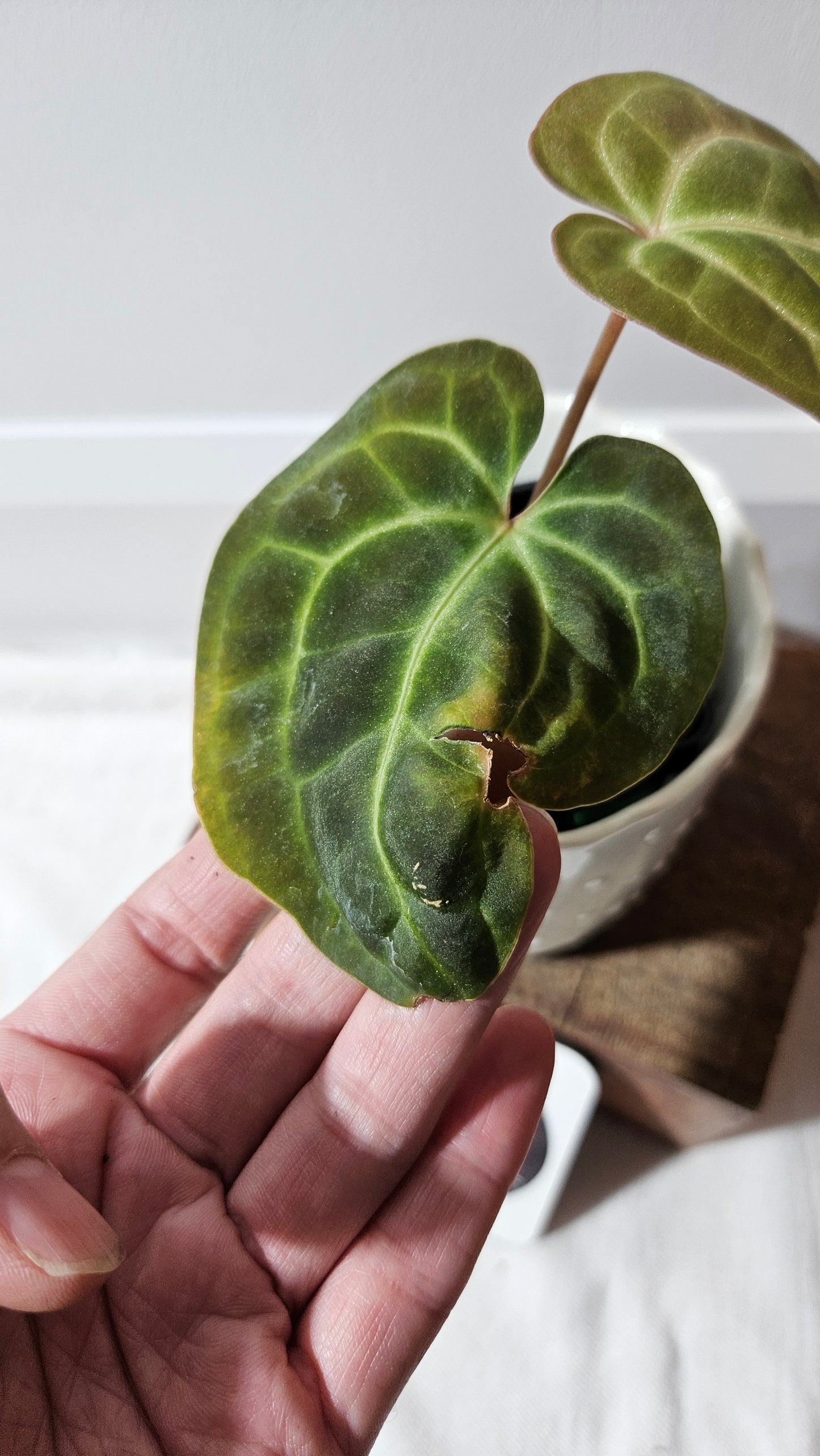 Anthurium Besseae NOID "Format PETIT" (ANT-564)
