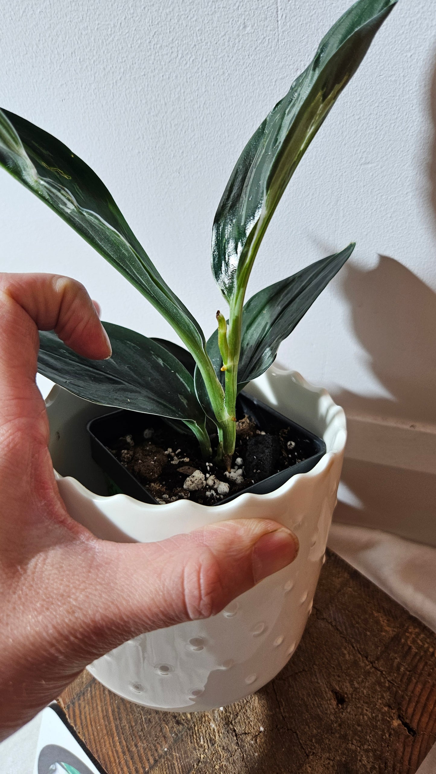 Scindapsus Treubii Dark Form silver (SCI-1015)