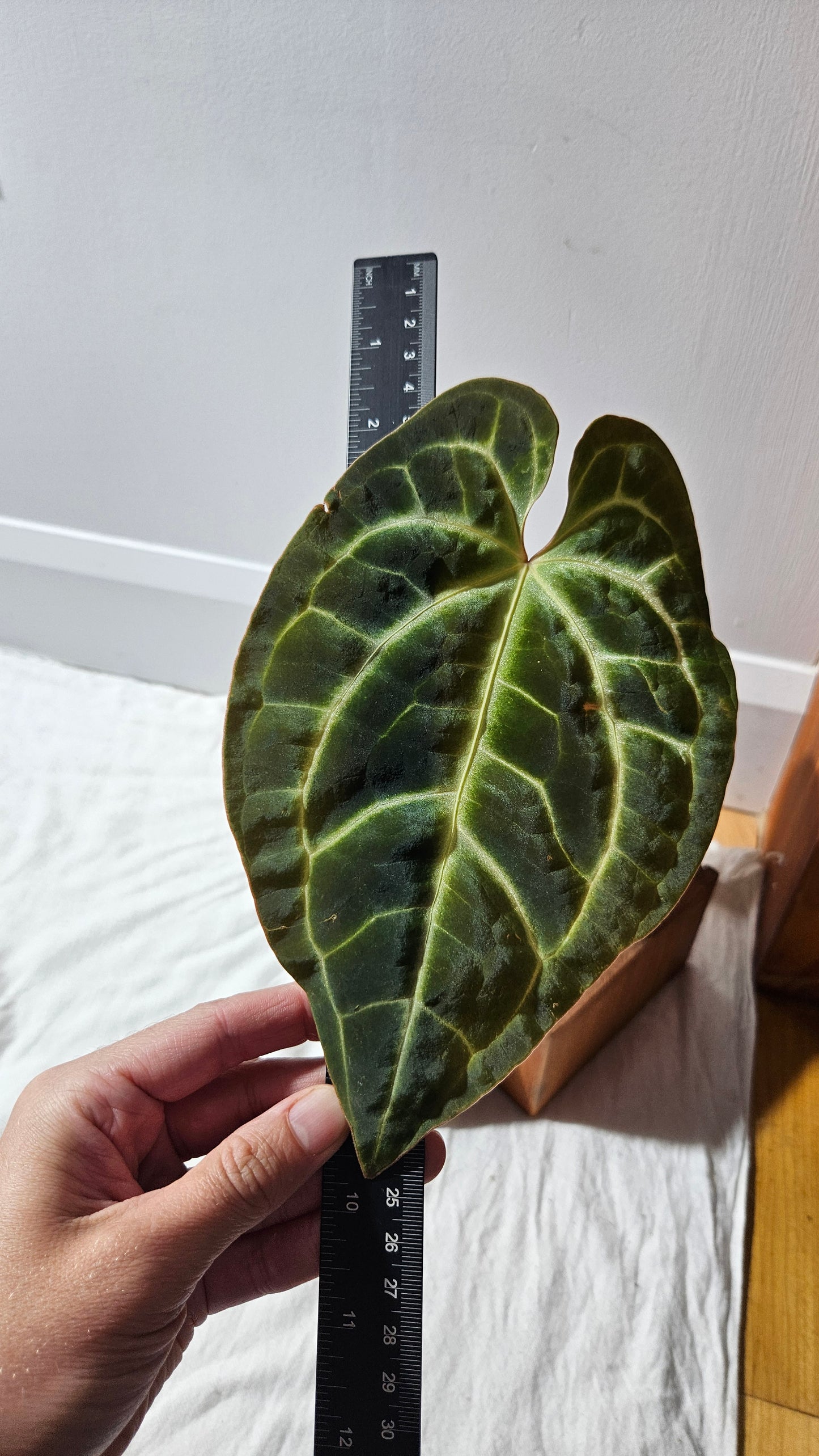 Anthurium Besseae Aff Dark "Format MOYE/LARGE" (ANT-618)