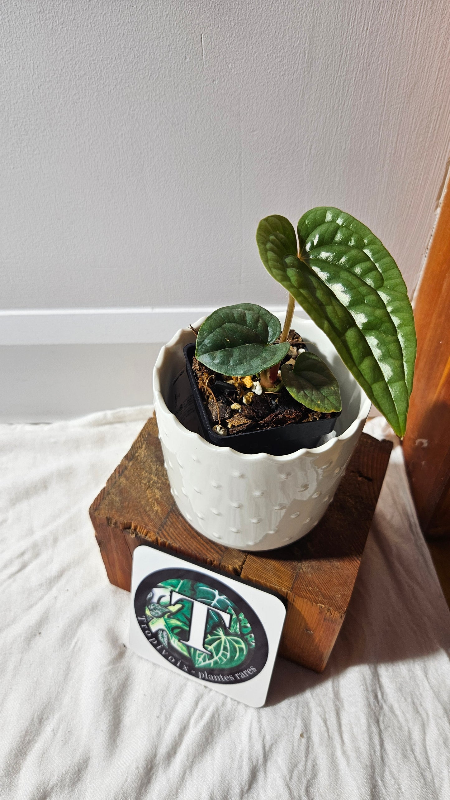 Anthurium Luxurians Platinum "format PETIT" (ANT-595)