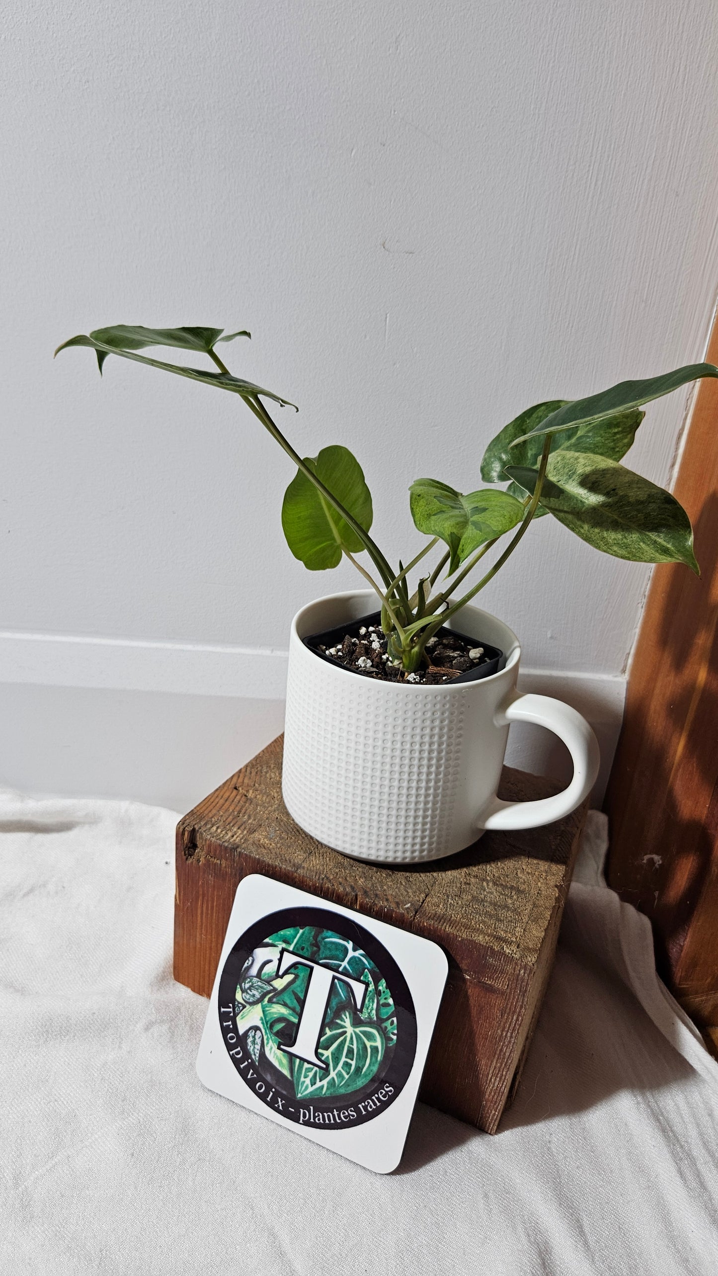 Philodendron BurleMarx Variegata  X Paraiso Verde (PHI-946)