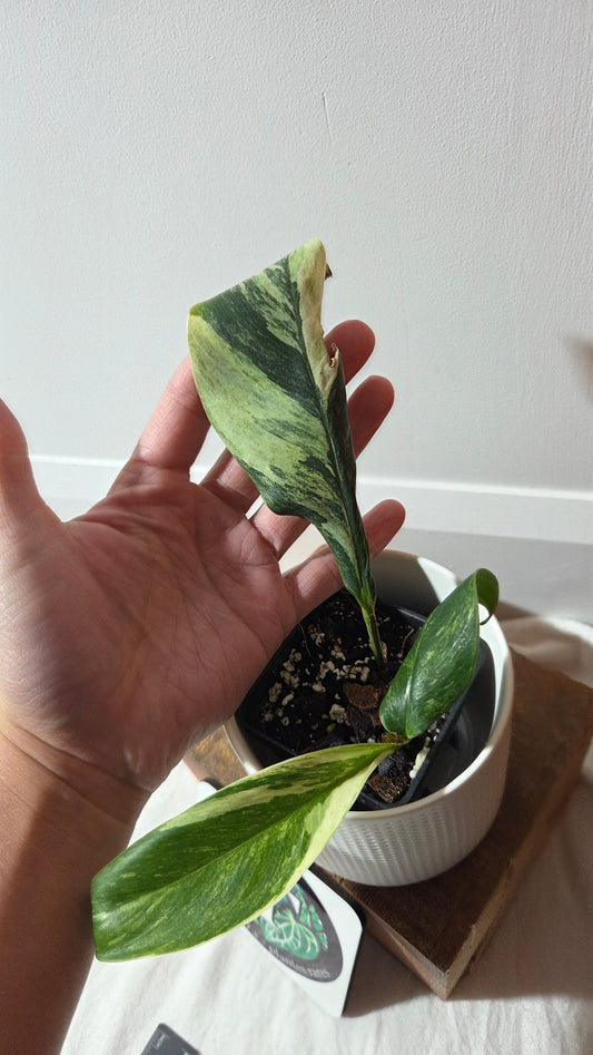 Rhaphidophora Elliptifolia Variegata (AUT-092)