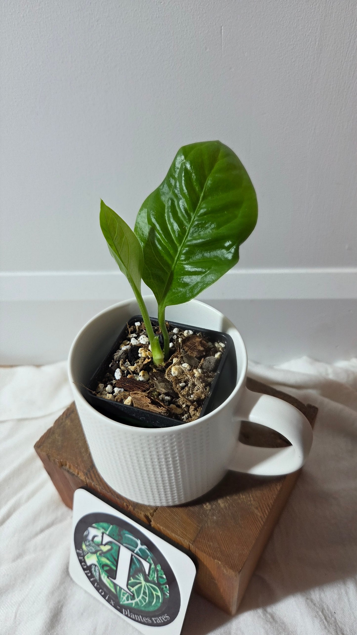 Anthurium Oxycarpum X Reflexinervium "format PETIT"(ANT-661)