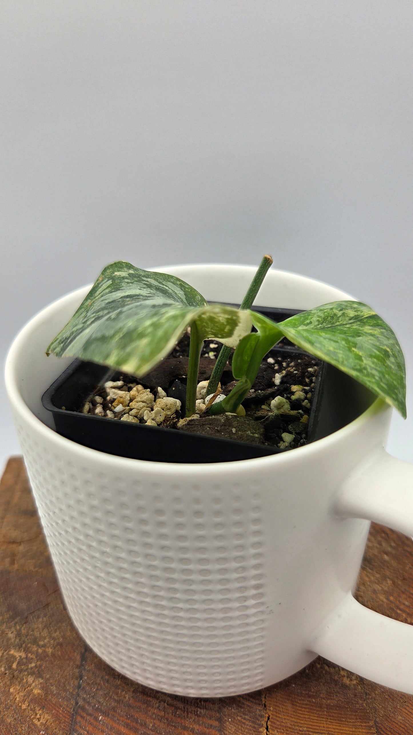Scindapsus Exotica Salaka Variegata (SCI-1250)