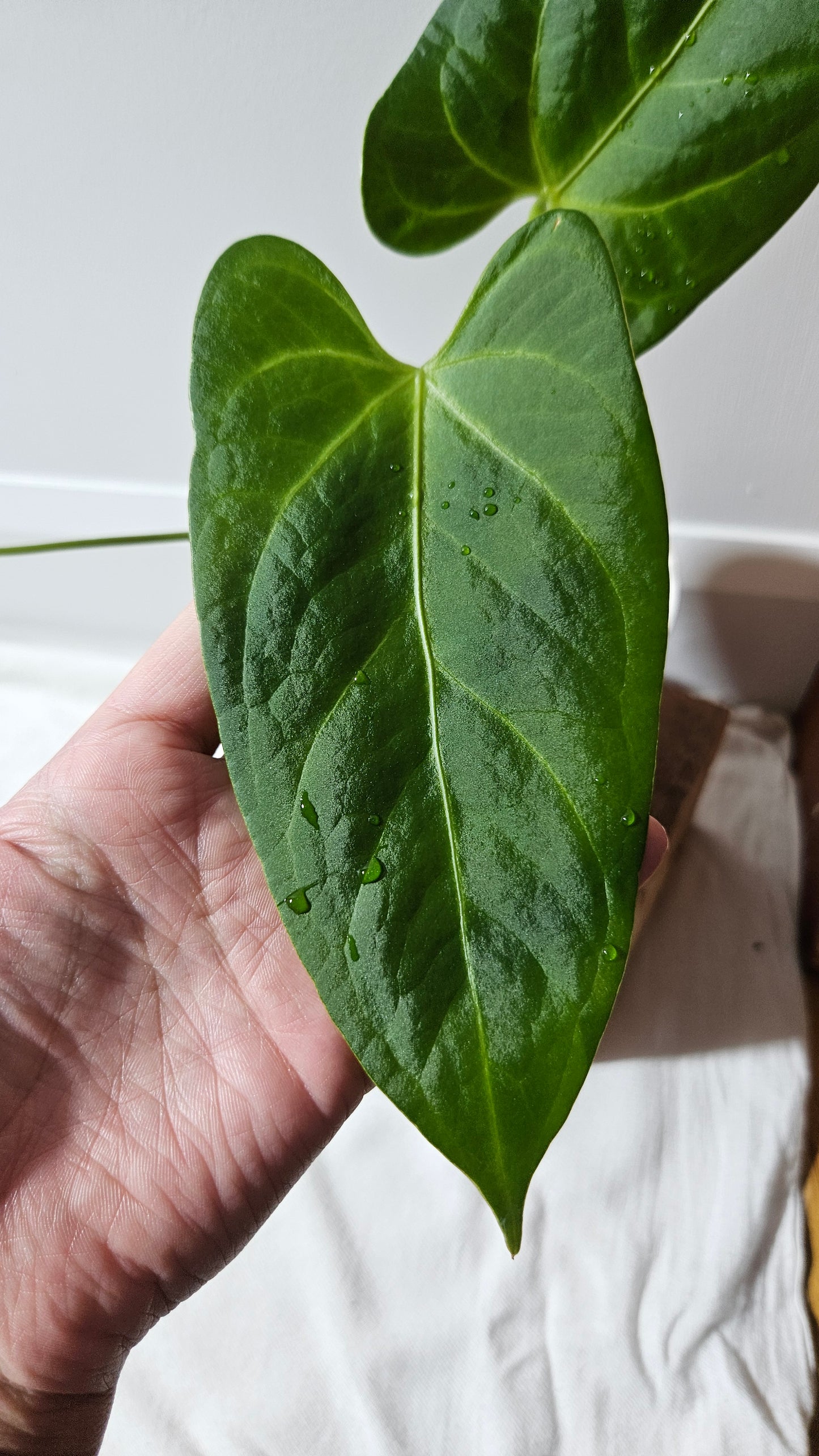 Anthurium Silver Blush X Subsignatum "format MOYEN/LARGE" (ANT-080)