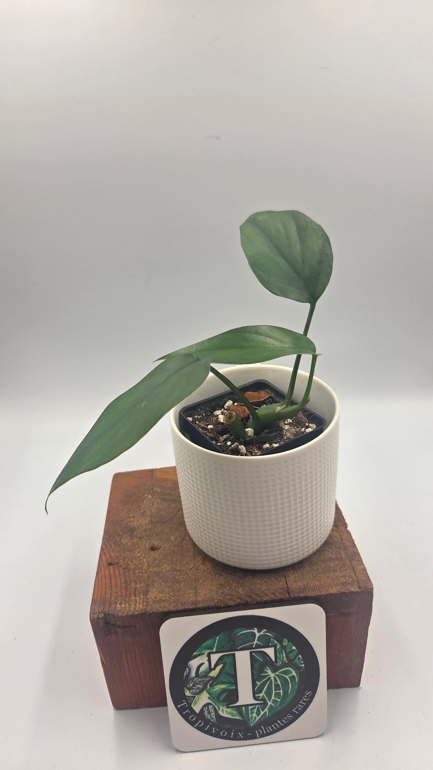 Raphidophora Pertusa (AUT-098)