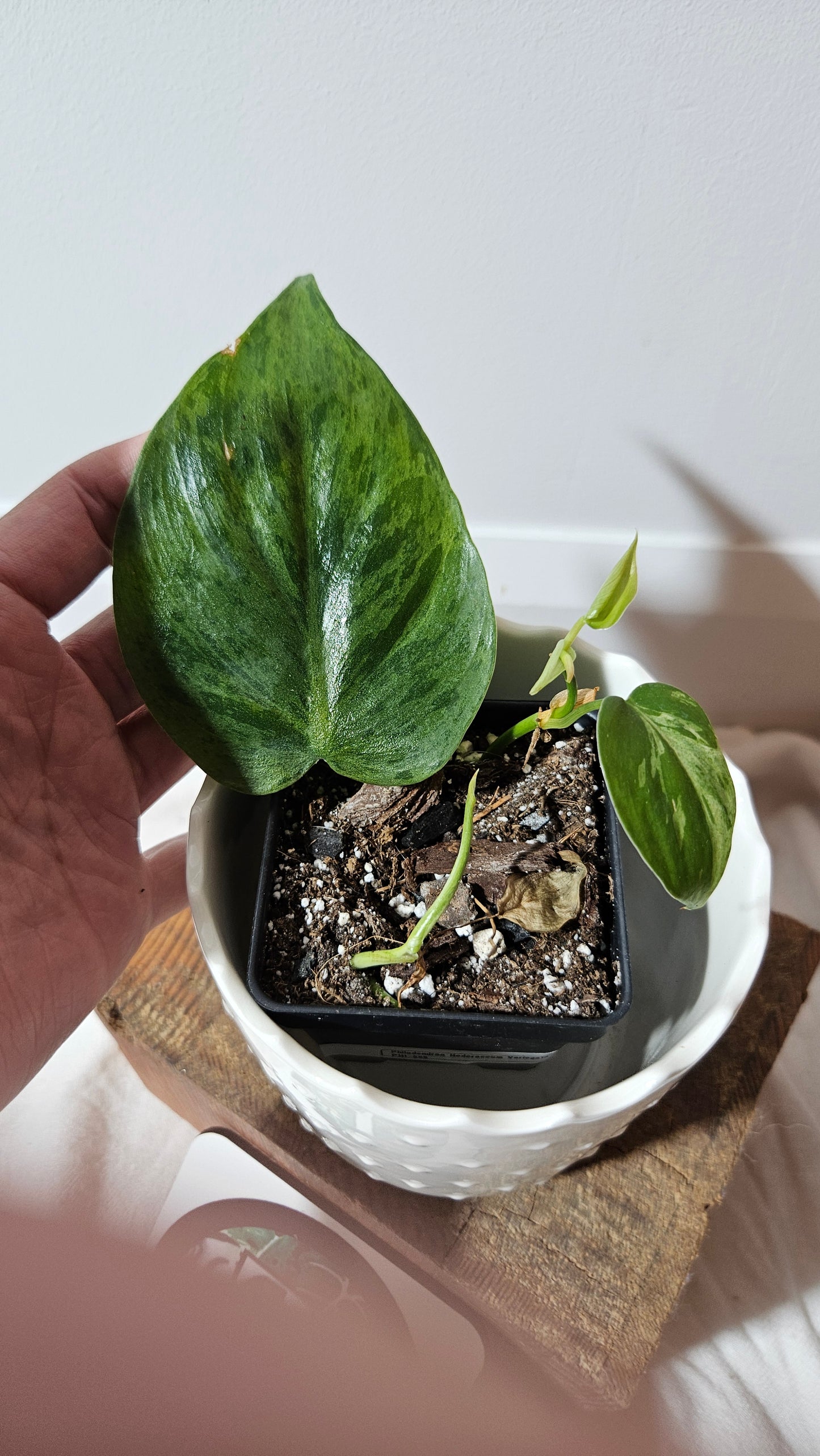 Philodendron Hederaceum Variegata (PHI-559)