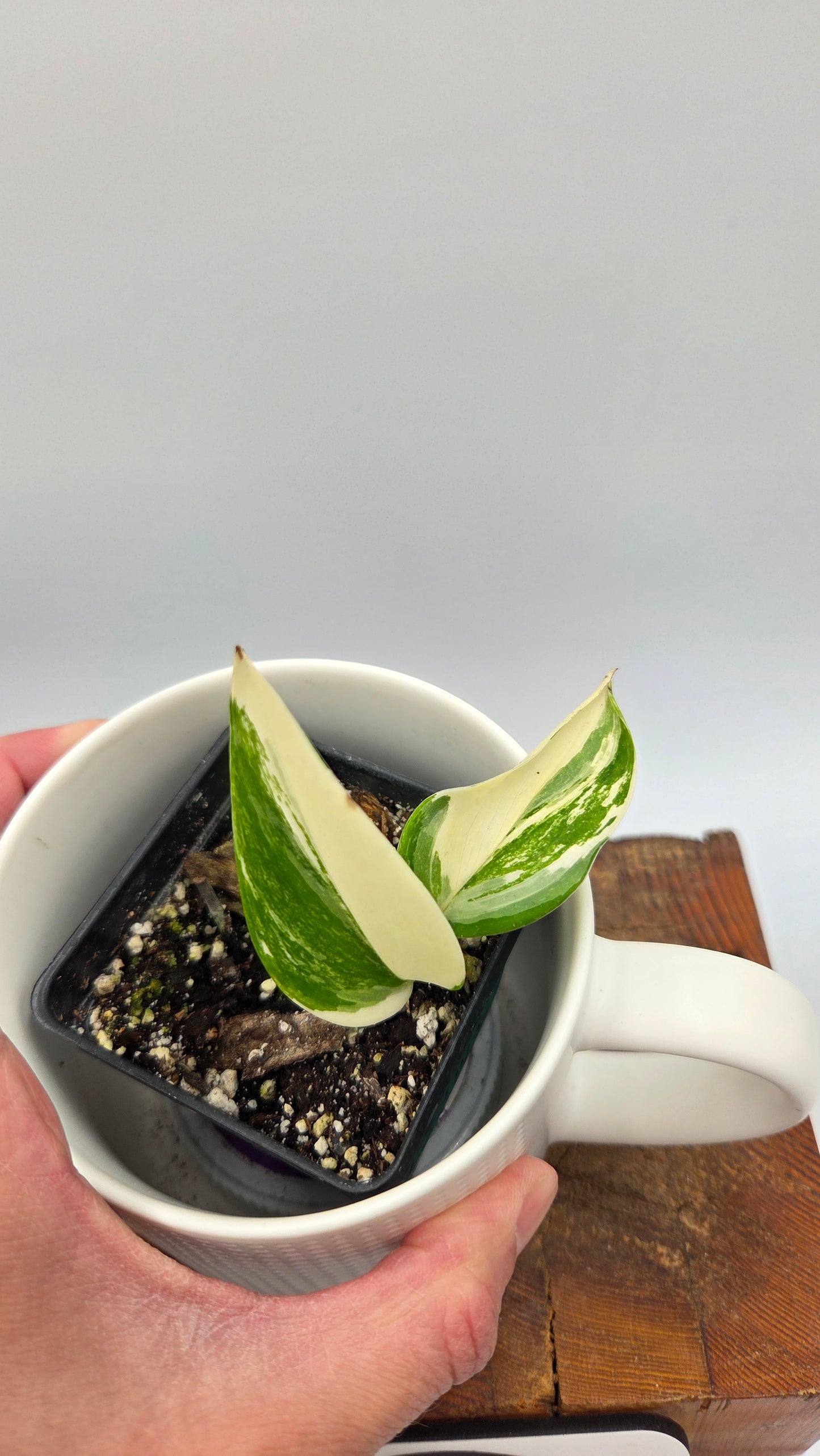 Scindapsus Moonlight Albo Narrow (SCI-907)