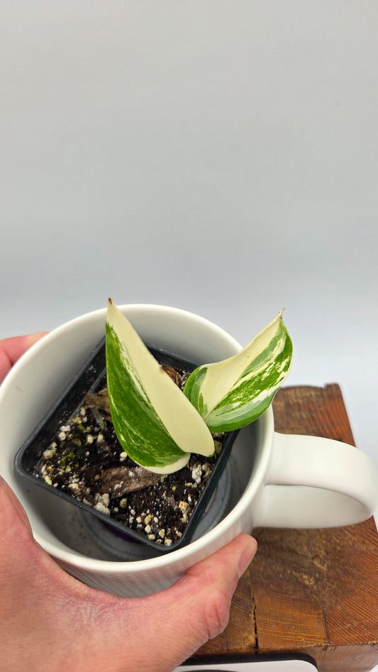 Scindapsus Moonlight Albo Narrow (SCI-907)