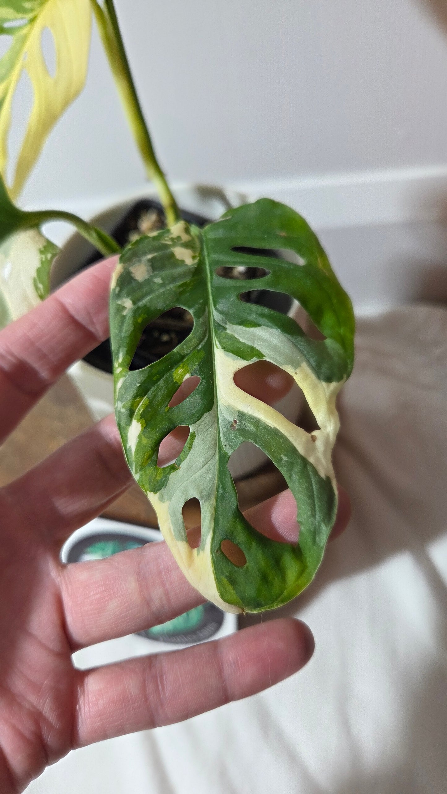 Monstera Andasonii Tricolore (MON-509)