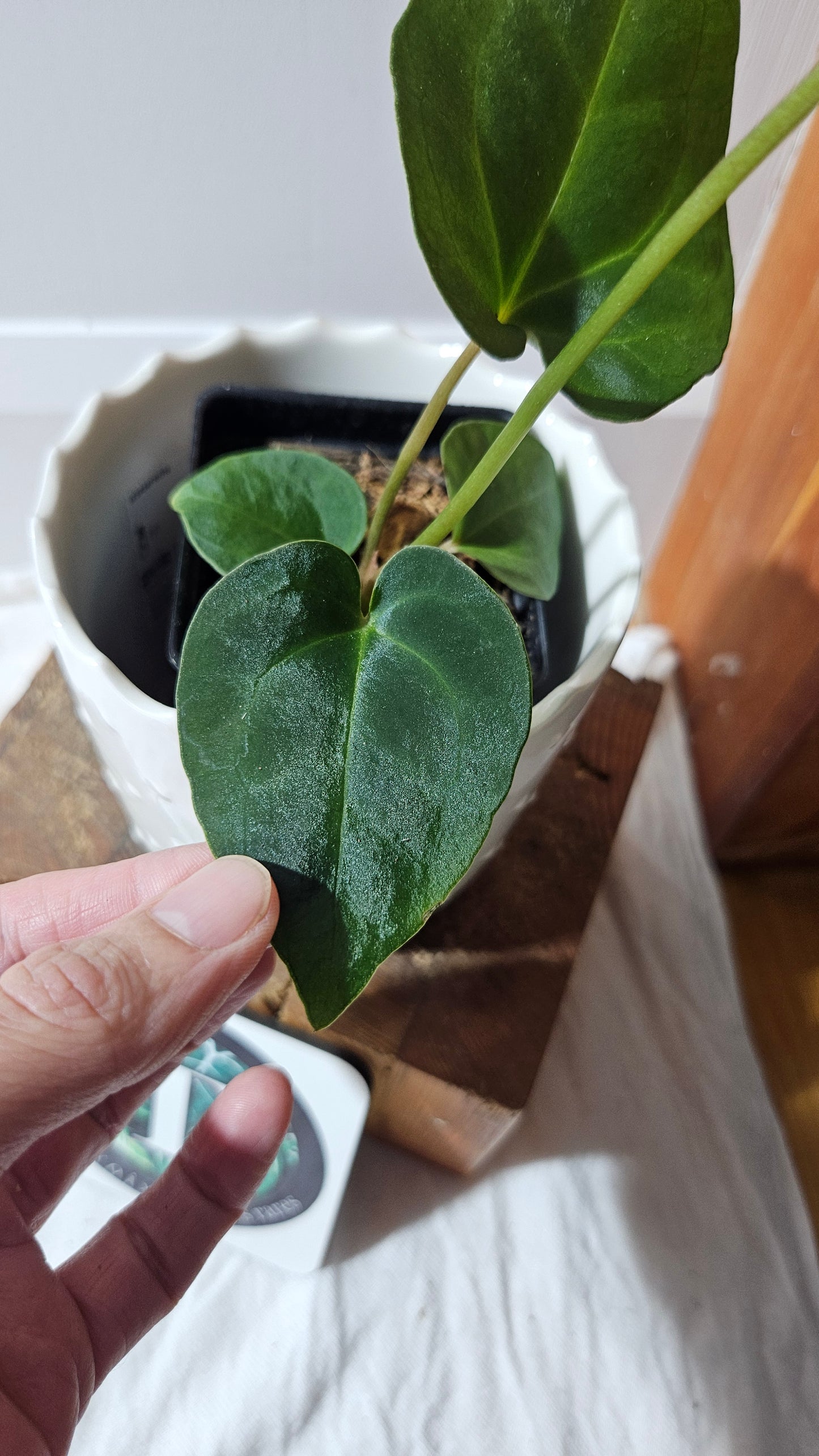 Anthurium Besseae Blue Special Aff "Format MOYEN" (ANT-614)