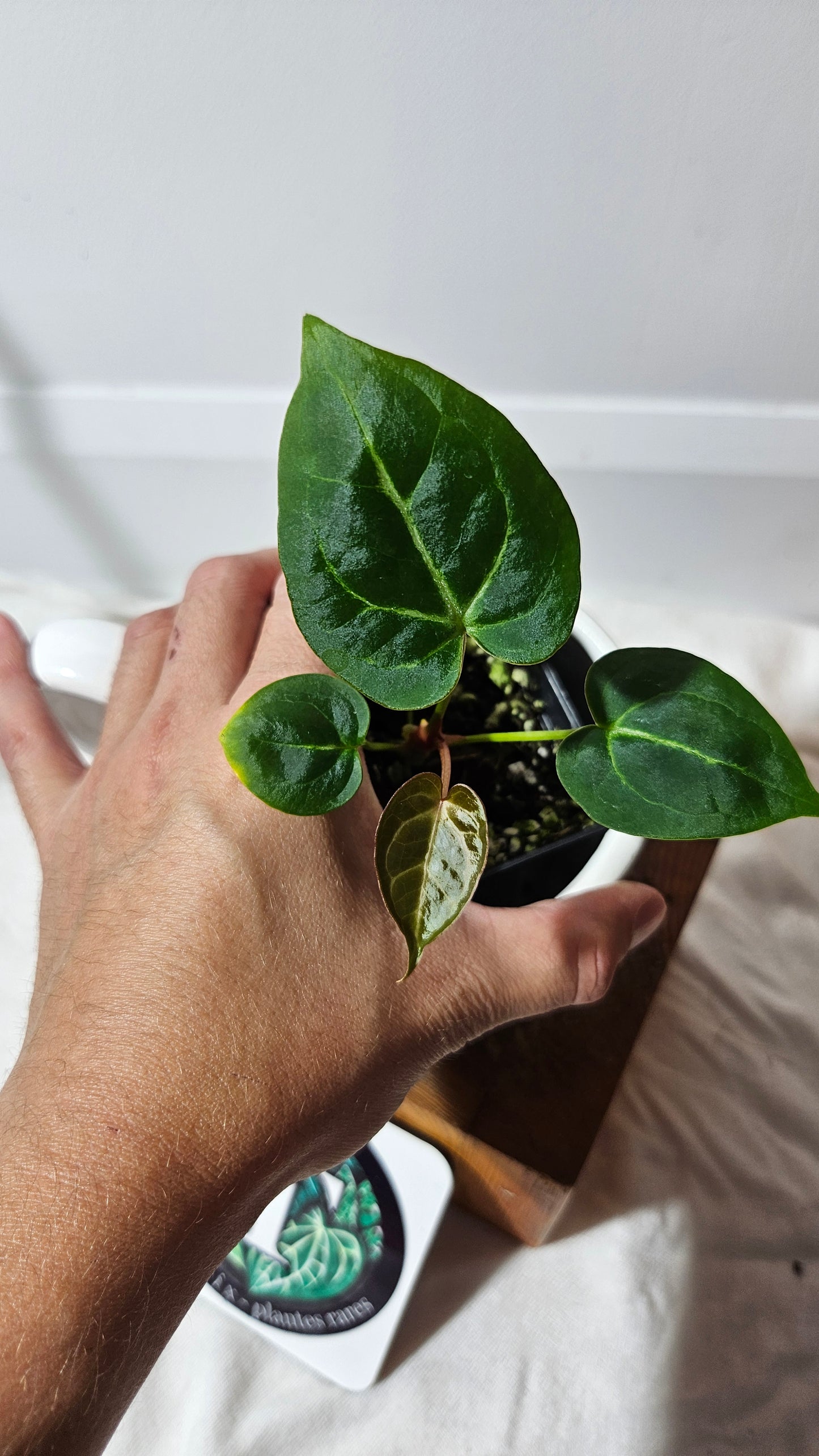 Anthurium  Crystallinum Hybrid "format SEEDLING" (ANT-177)