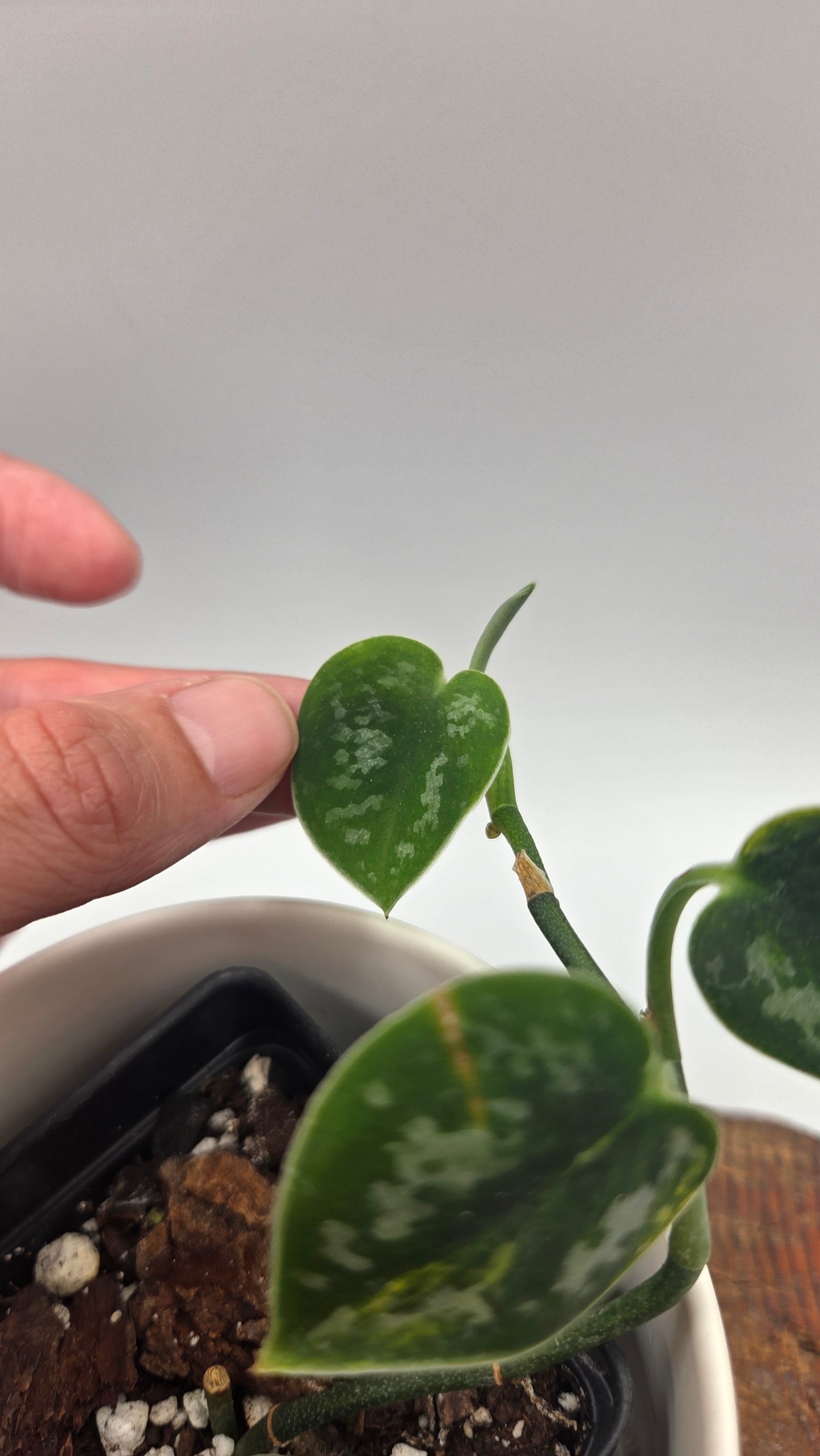 Scindapsus Green Diamond (SCI-1501)