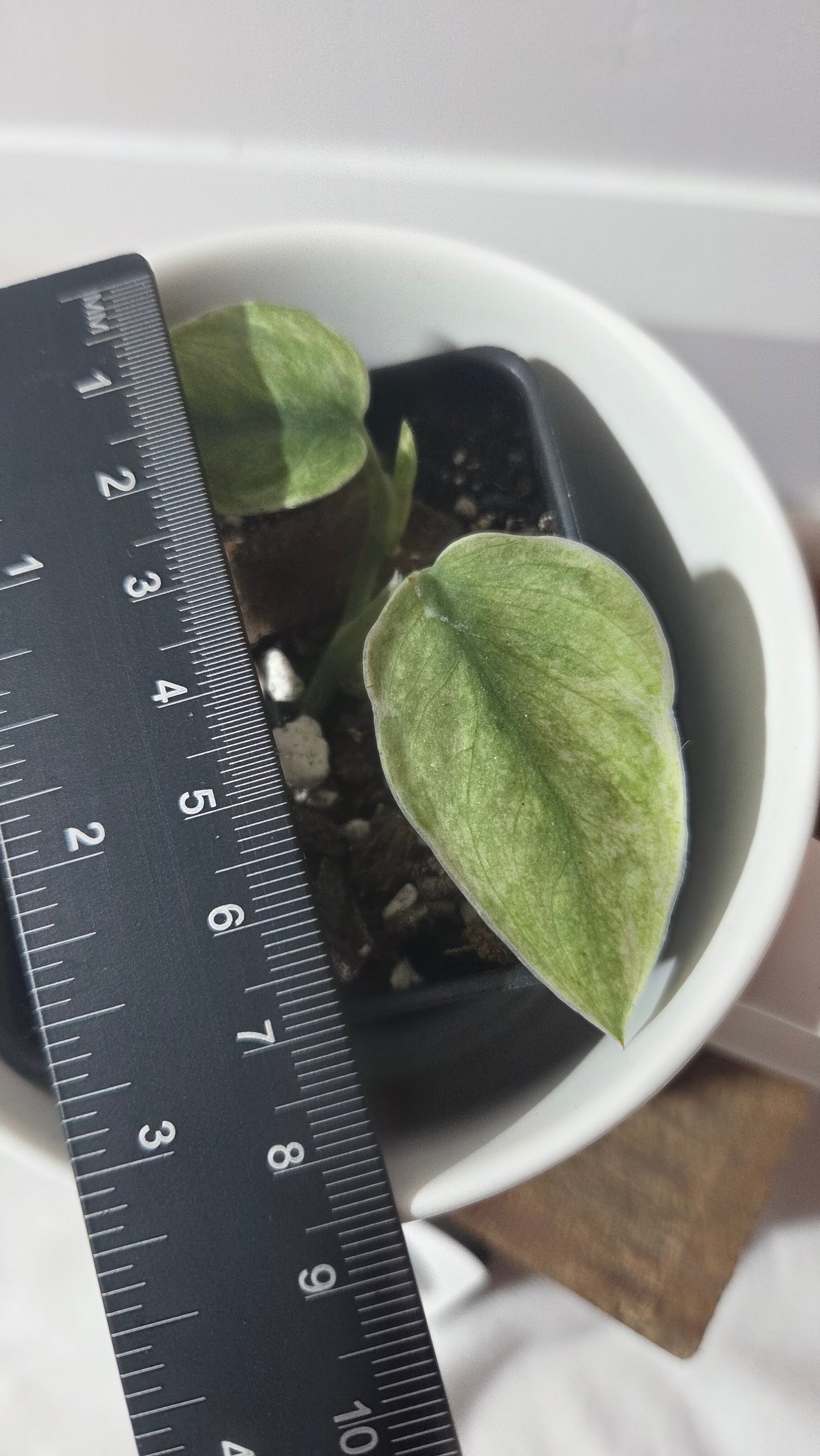 Scindapsus Blue Sky (SCI-1432)