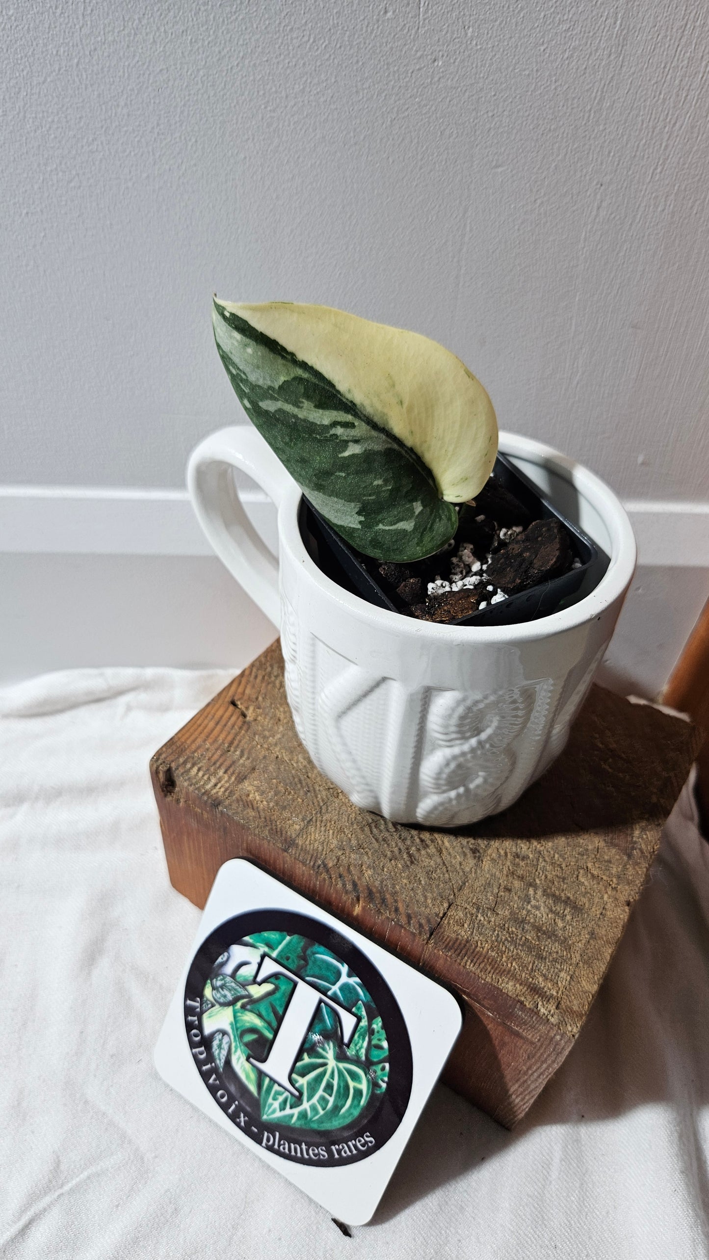 Scindapsus Bunaken (SCI-1181)