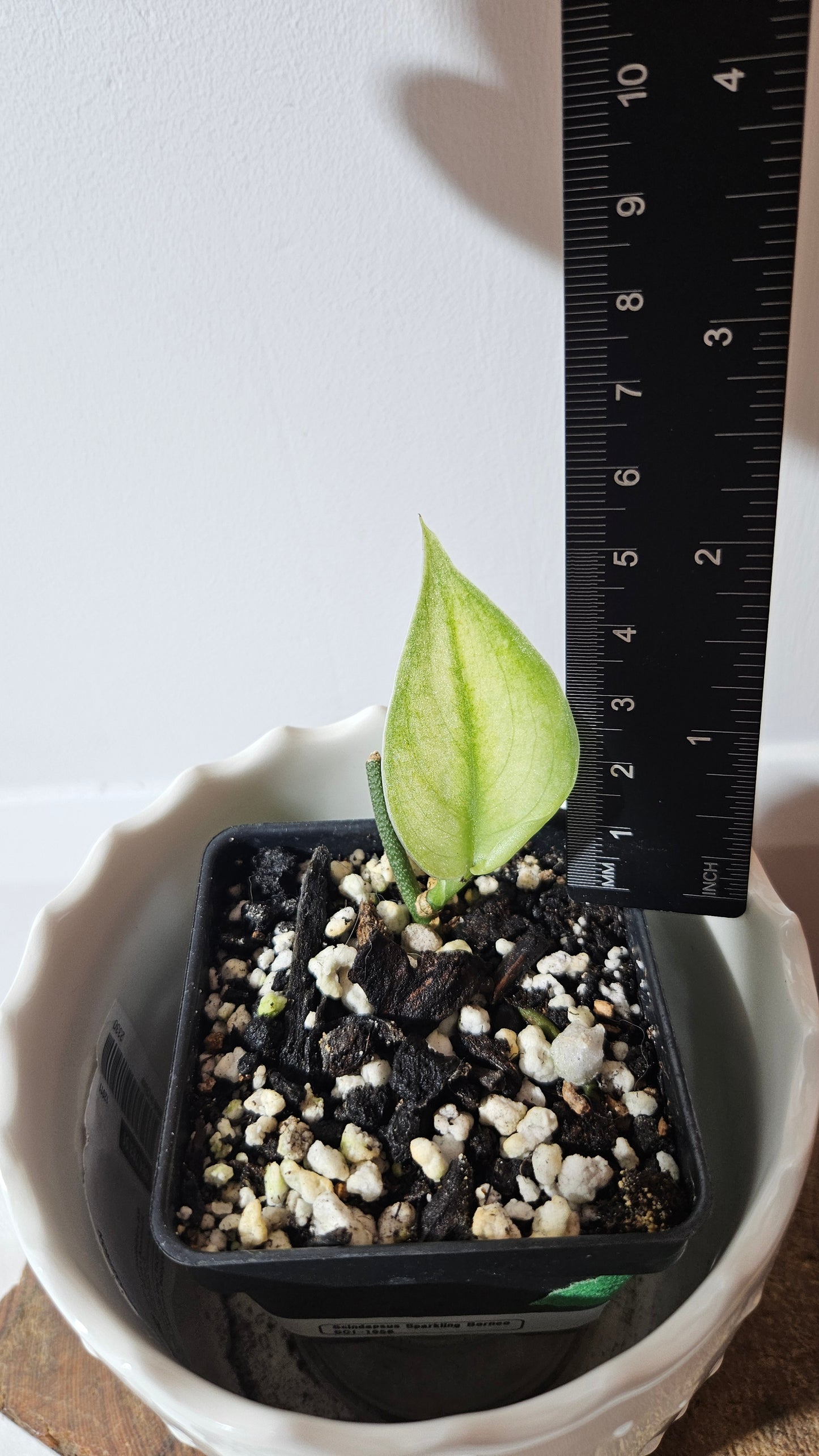 Scindapsus Sparkling Bornéo (SCI-1056)