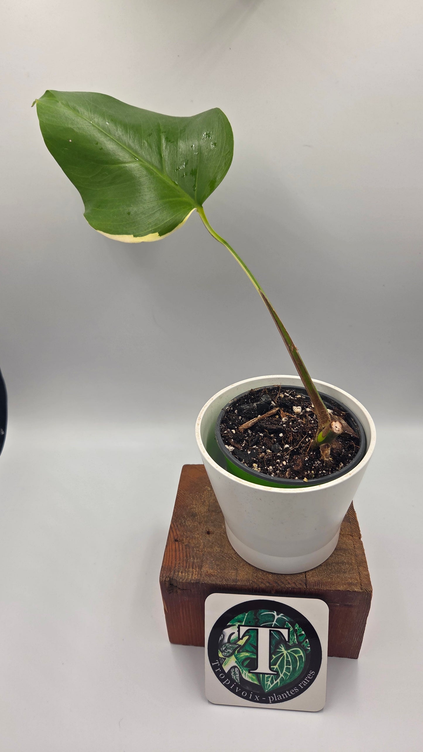 Monstera Aurea (MON-390)