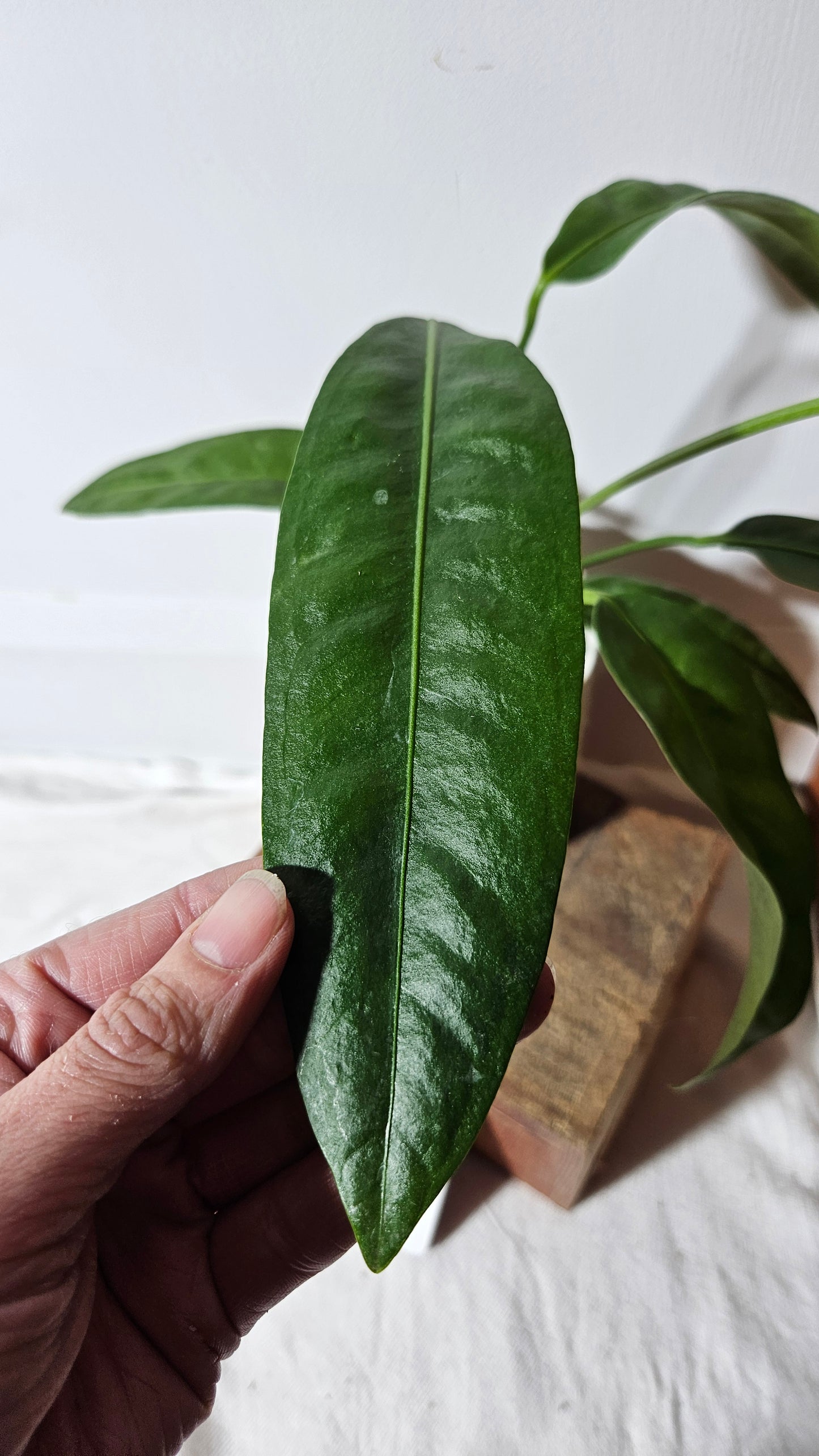 Anthurium SP Morona "format LARGE" (ANT-265)