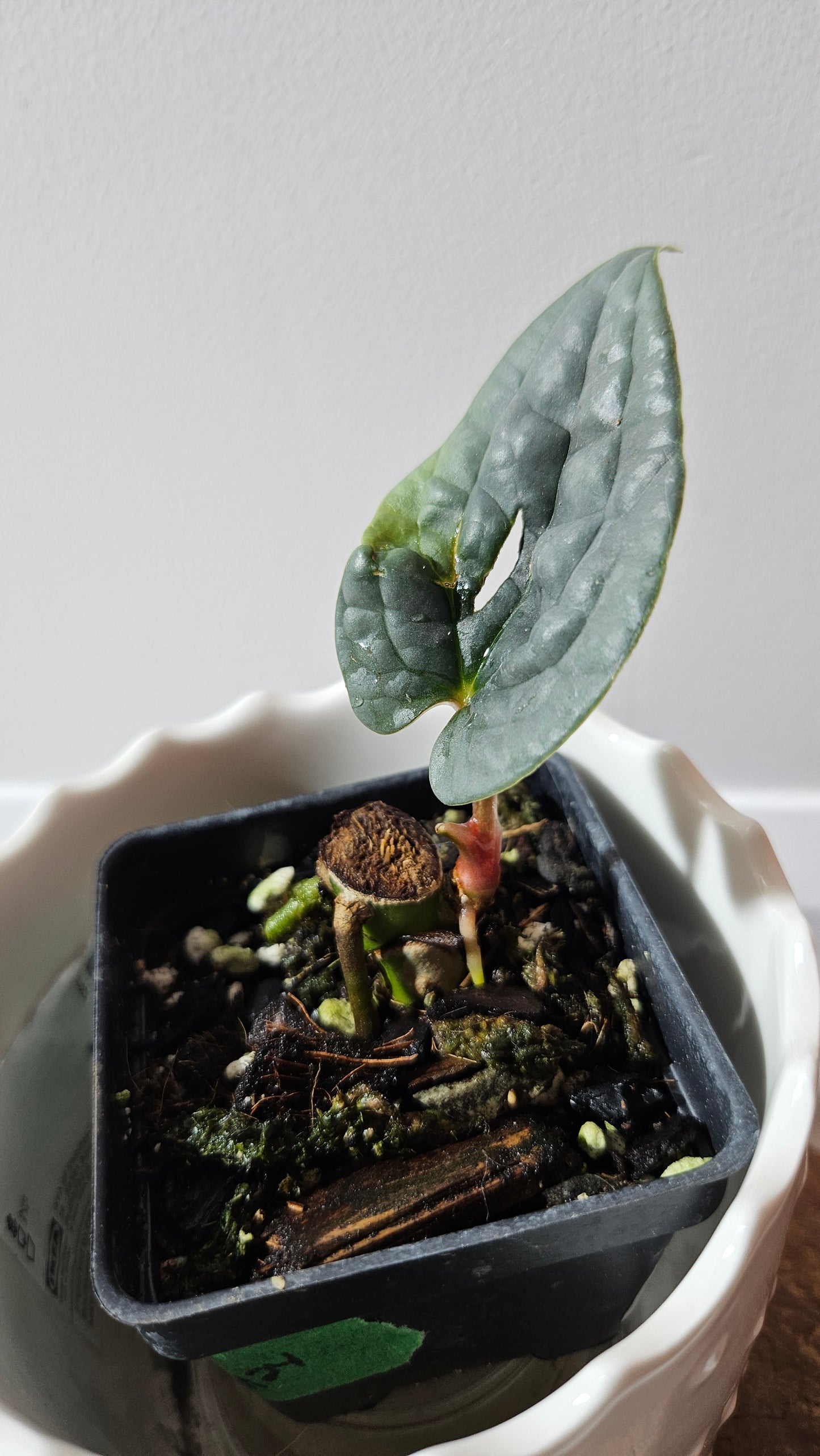 Anthurium Luxurians Velvet Sharp "format PETIT" (ANT-498)