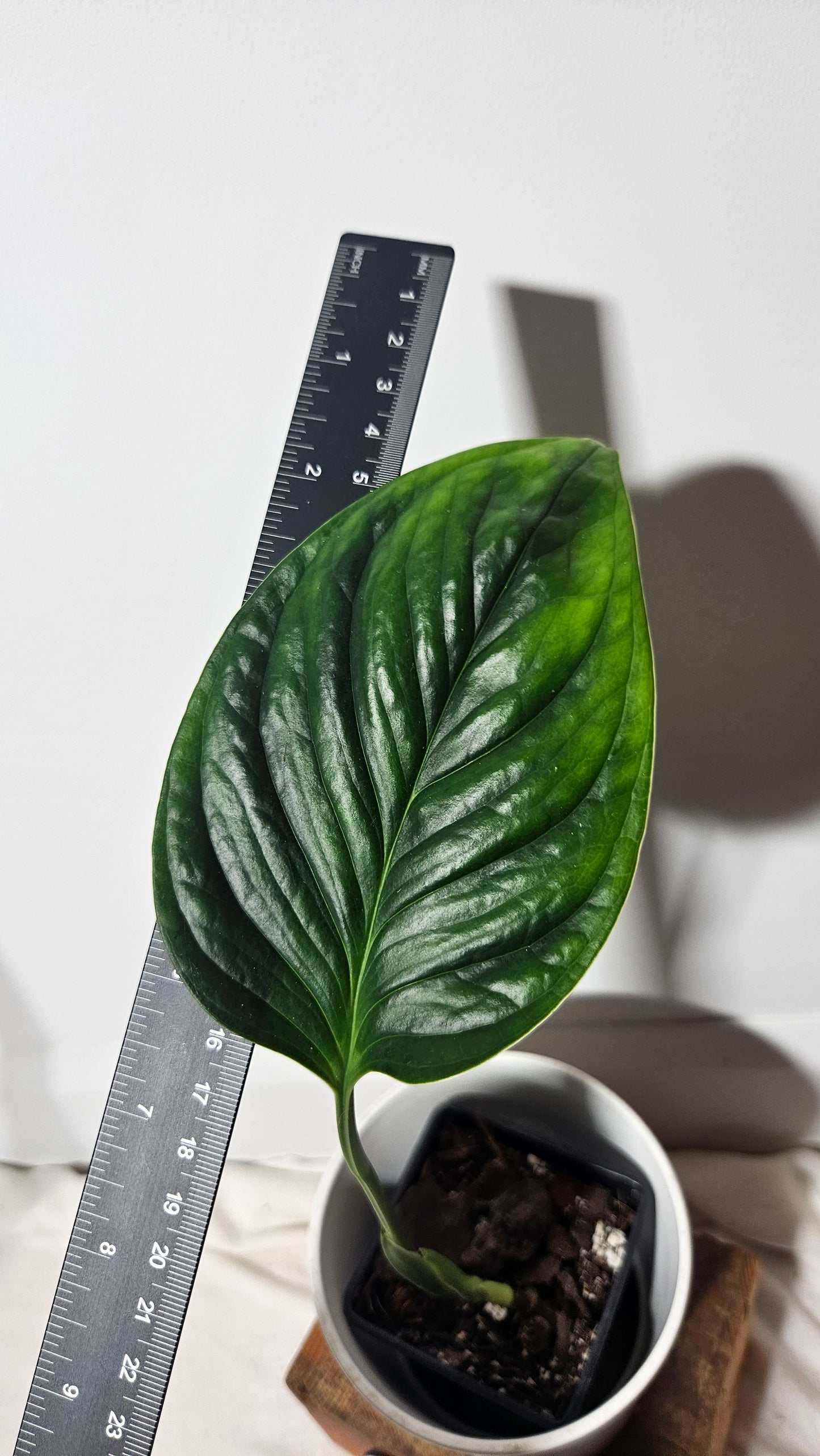 Monstera Obliqua Aff Radican  (MON-253)