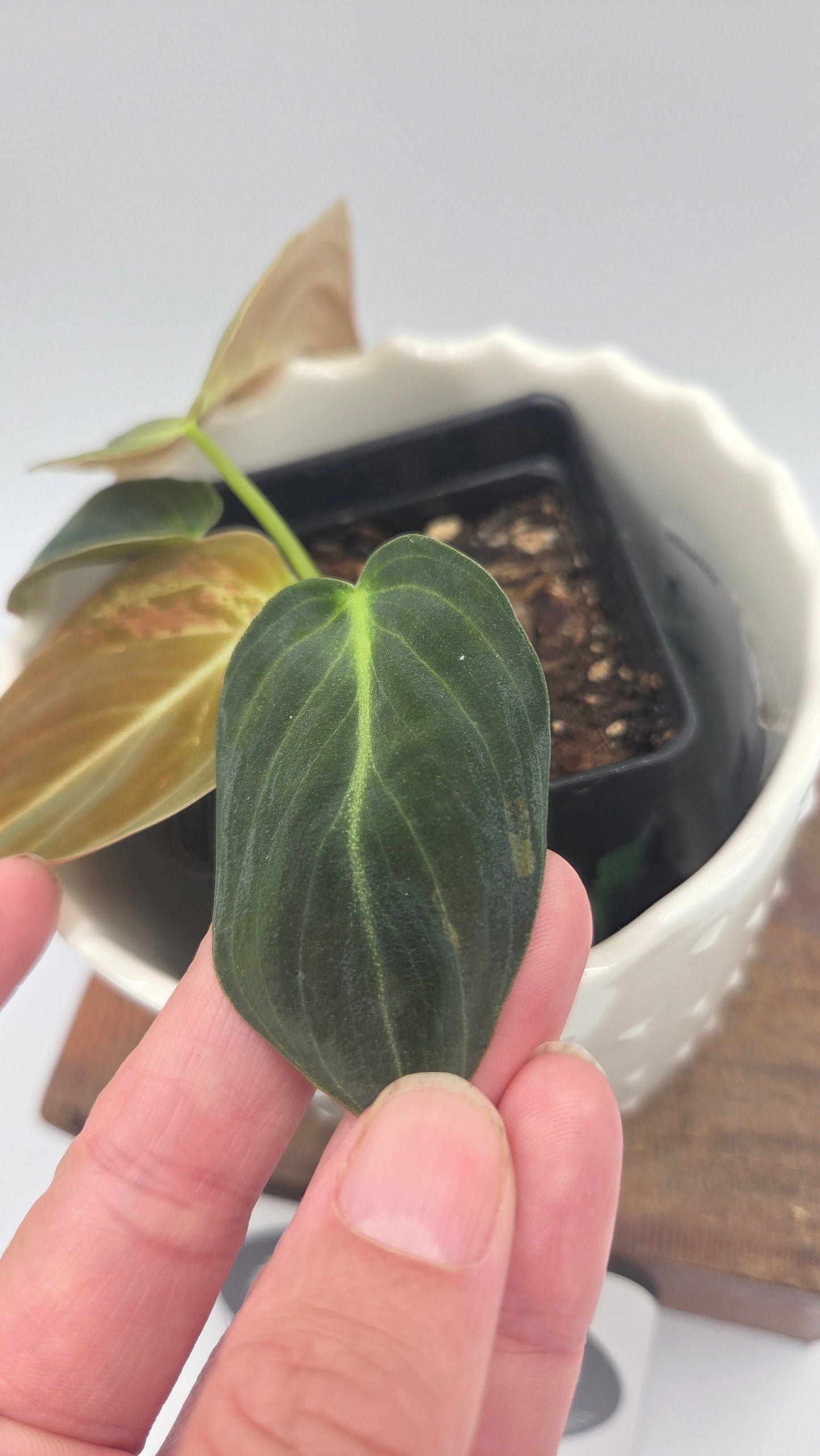 Philodendron Melanochrysum Variegata (PHI-1067)