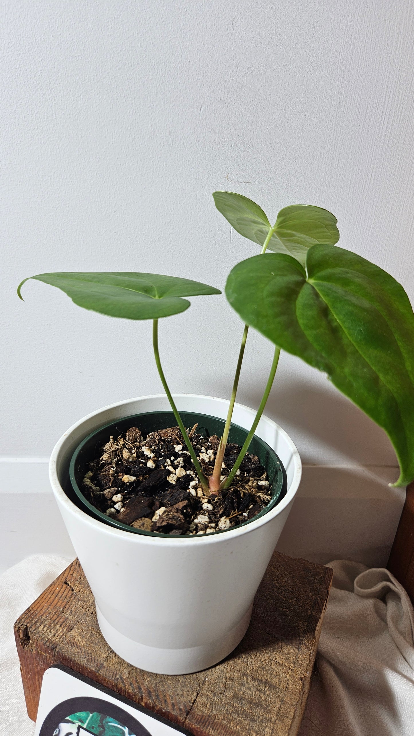 Anthurium Pterodactyl "format PETIT" (ANT-220)