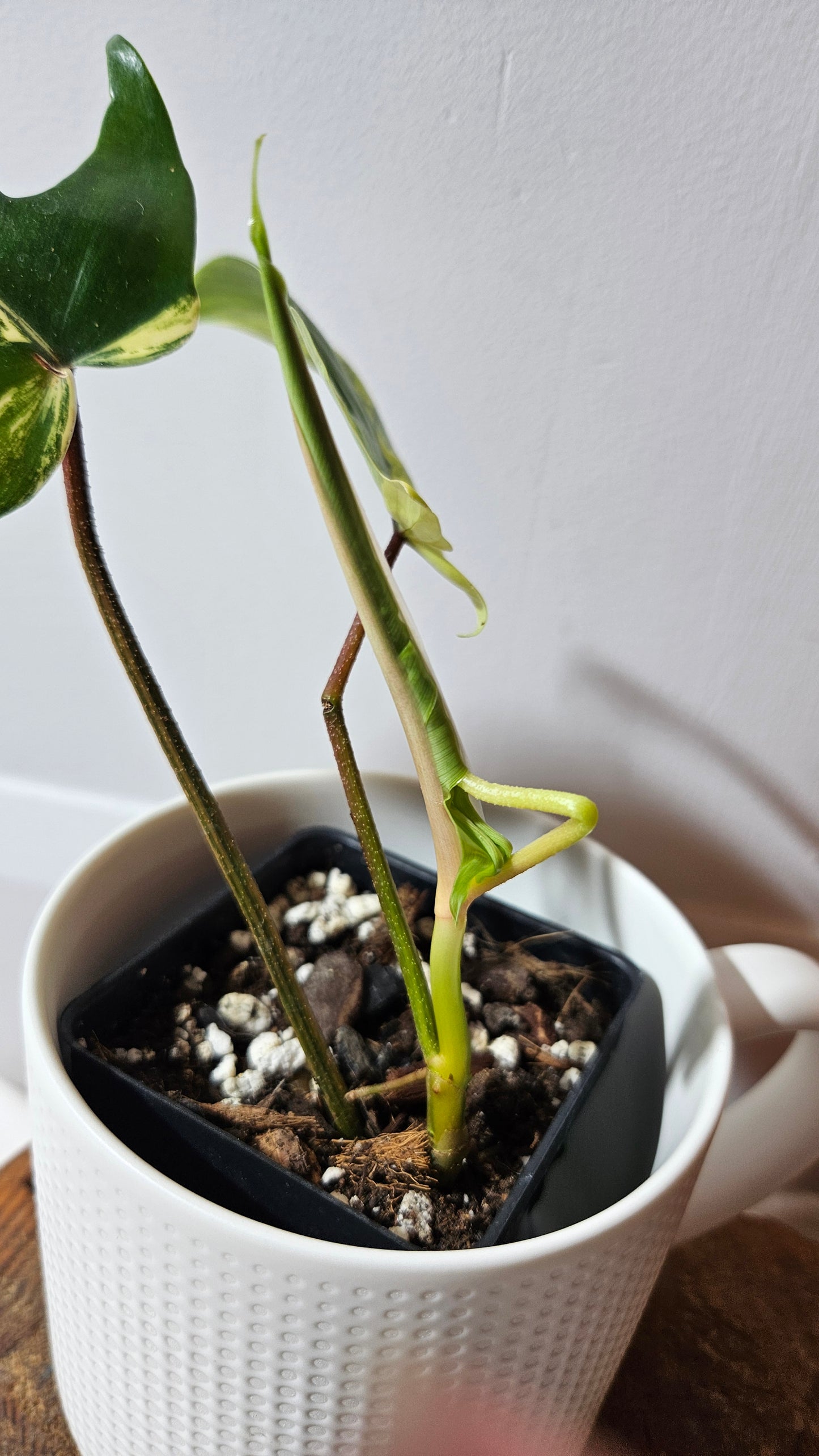 Philodendron Florida Beauty (PHI-938)