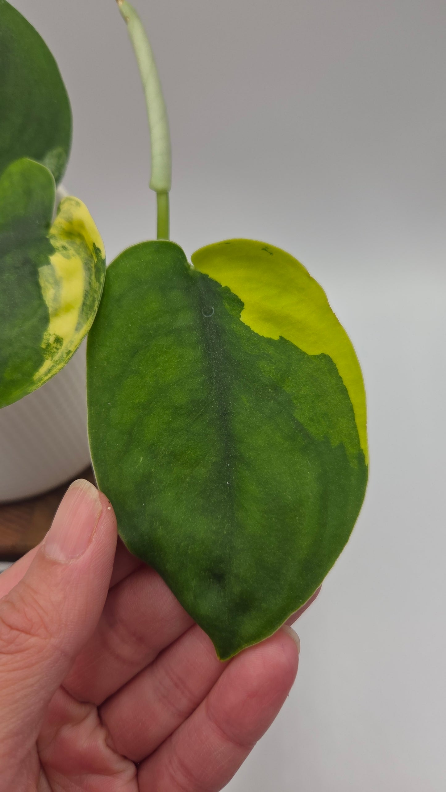 Scindapsus Jade Satin Aurea (SCI-487)