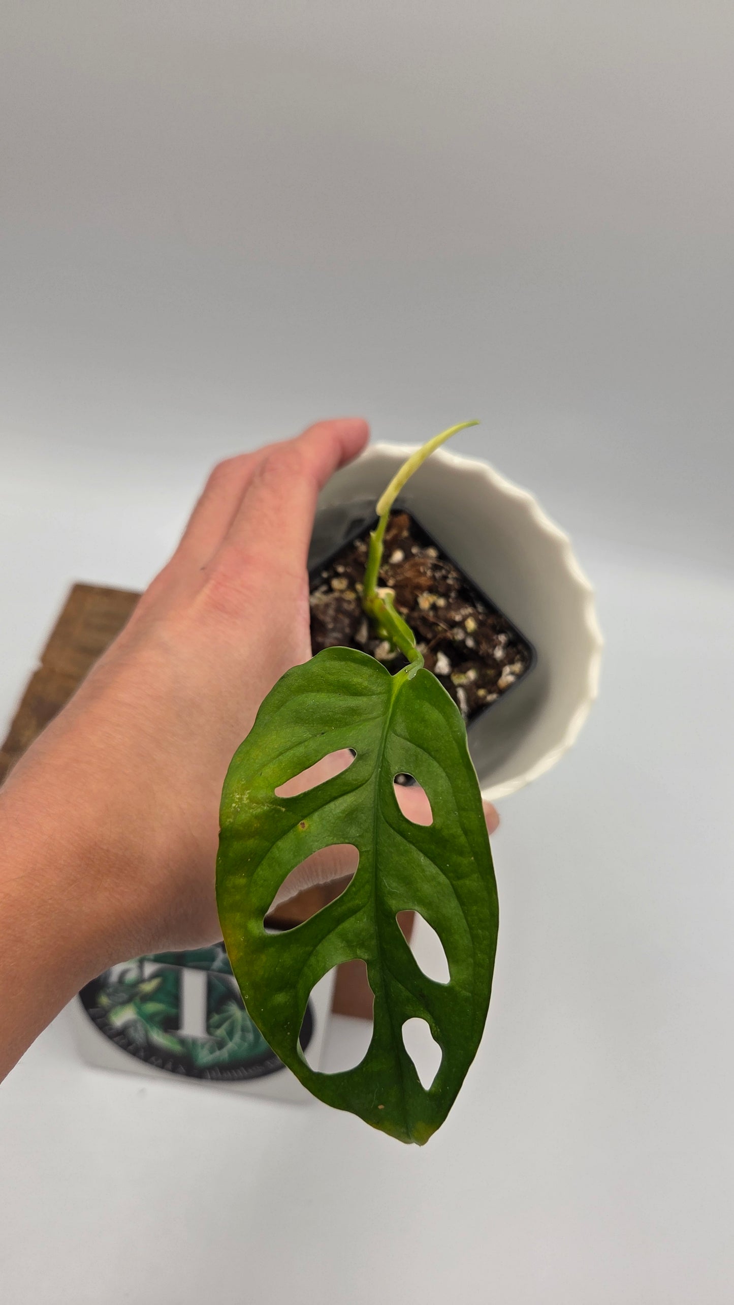 Monstera Andasonii Archipelago Ghost (MON-542)