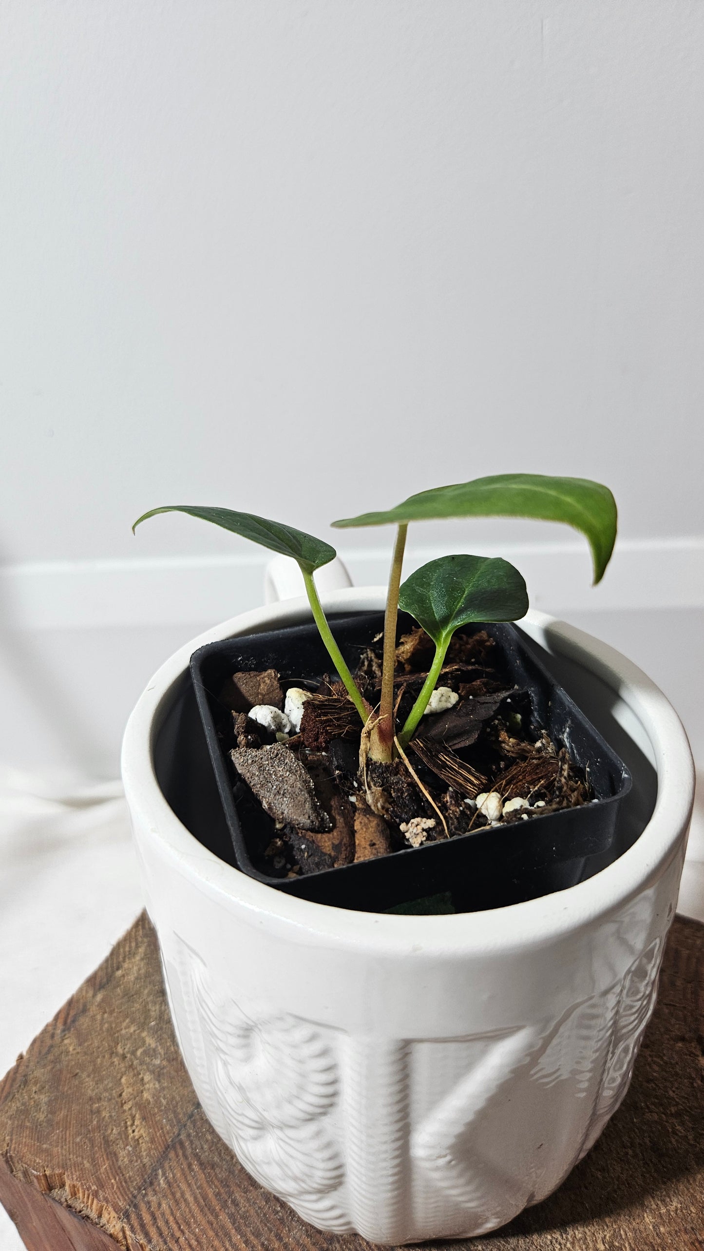 Anthurium  Blue Papi x Red Spider "format SEEDLING" (ANT-183)