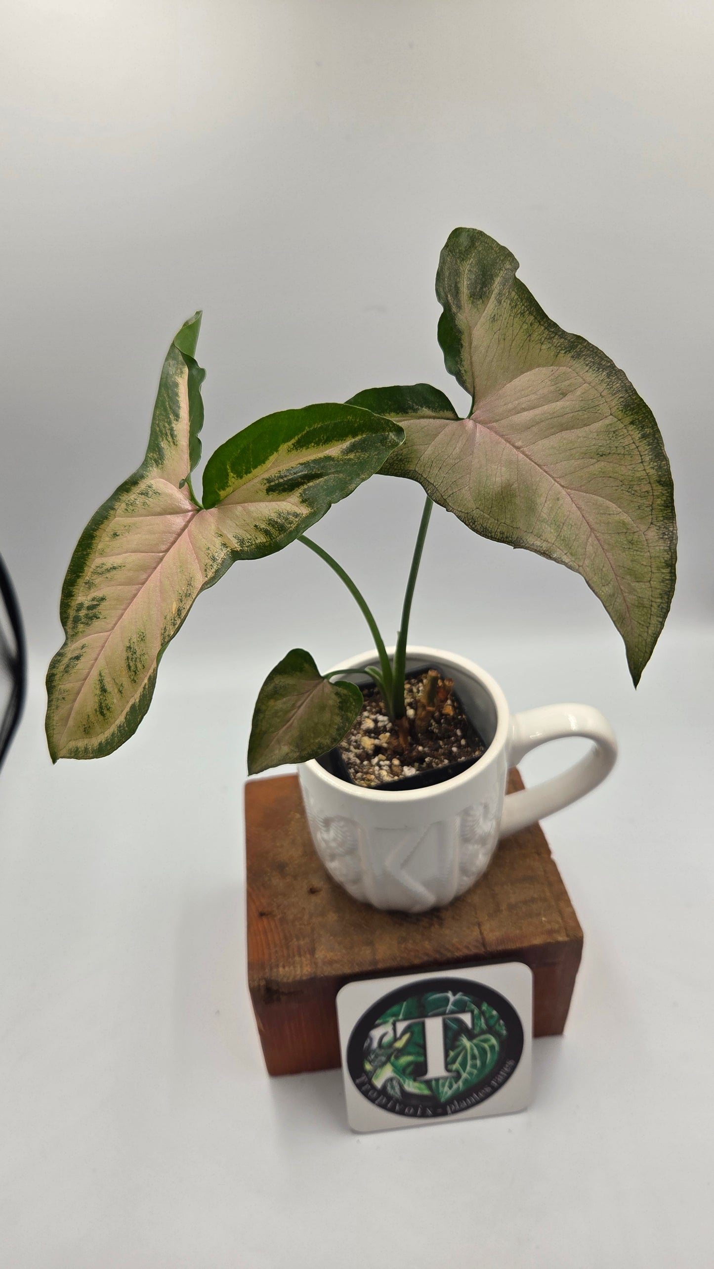 Syngonium Black Pink (SYN-526)