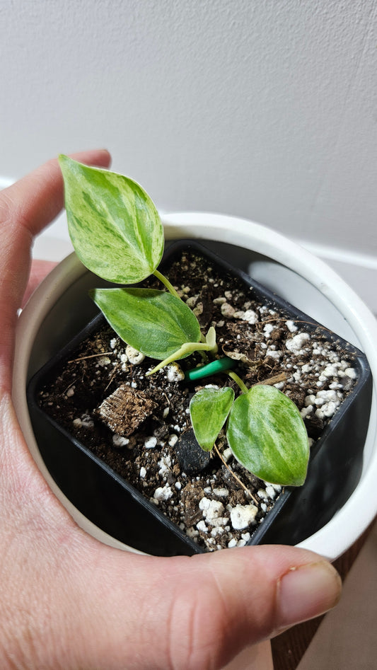 Philodendron Hederaceum Variegata (PHI-906)