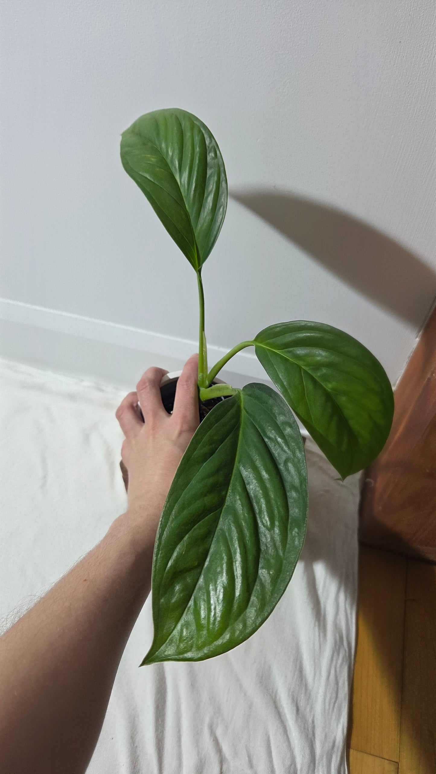 Monstera Obliqua Aff Calacali (MON-161)