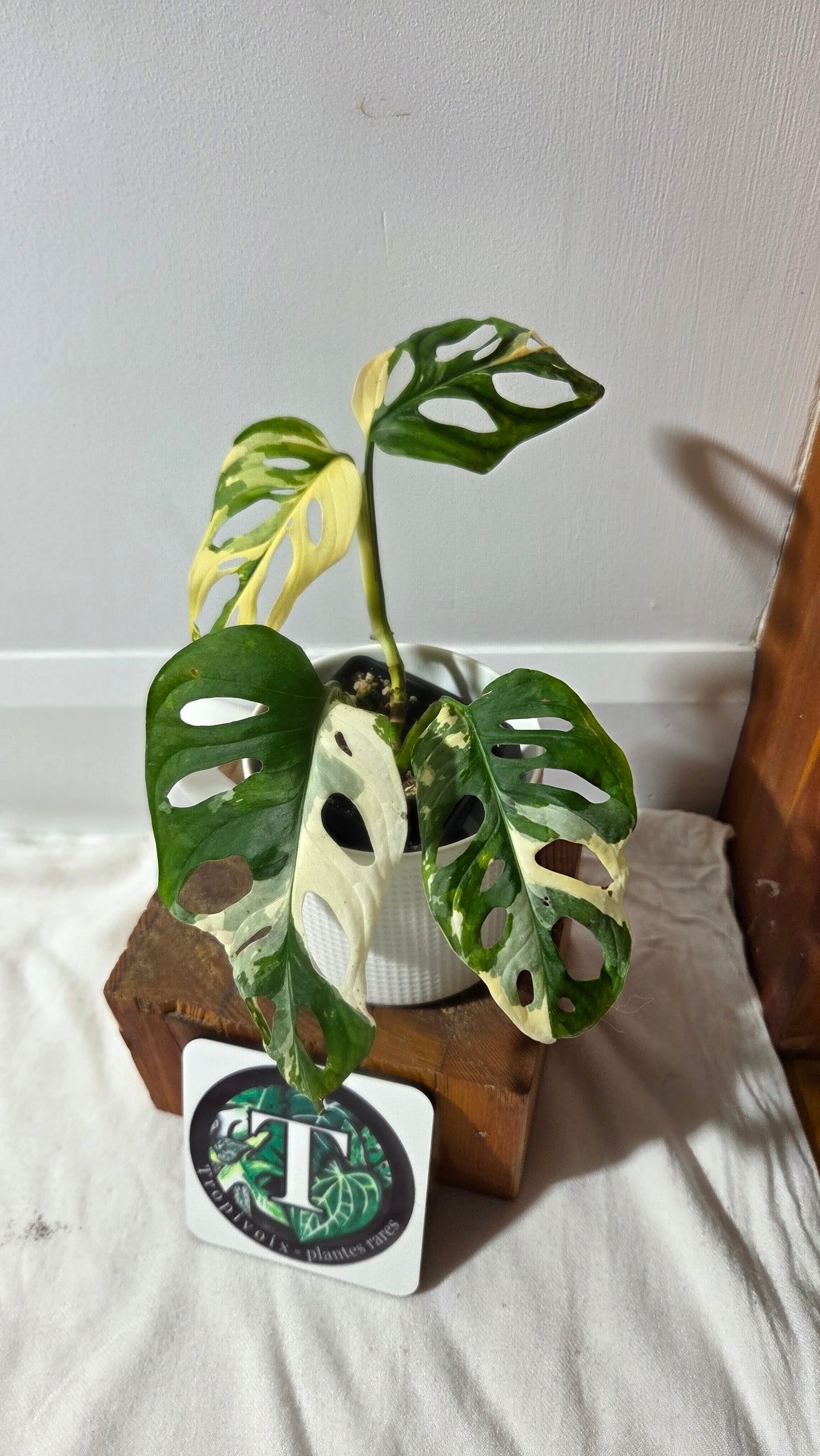Monstera Andasonii Tricolore (MON-509)