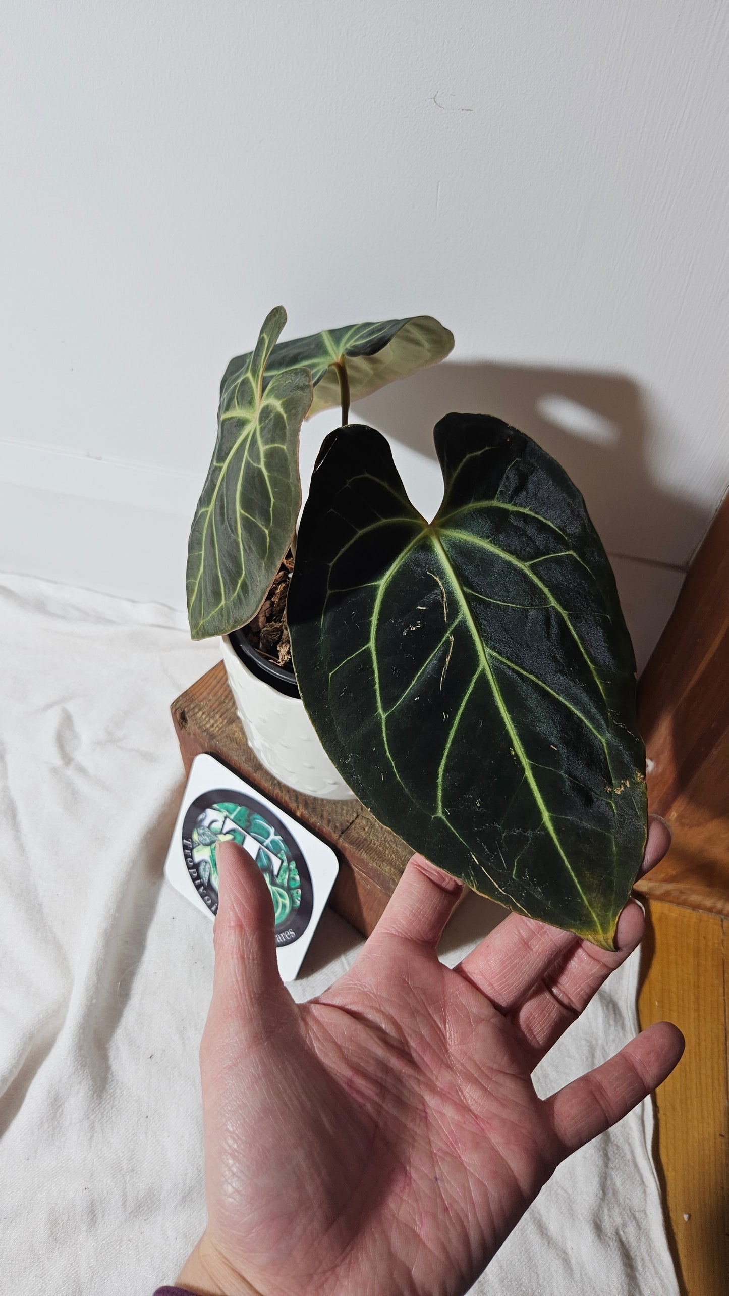 Anthurium Besseae Aff Velvet "Format MOYEN" (ANT-270)