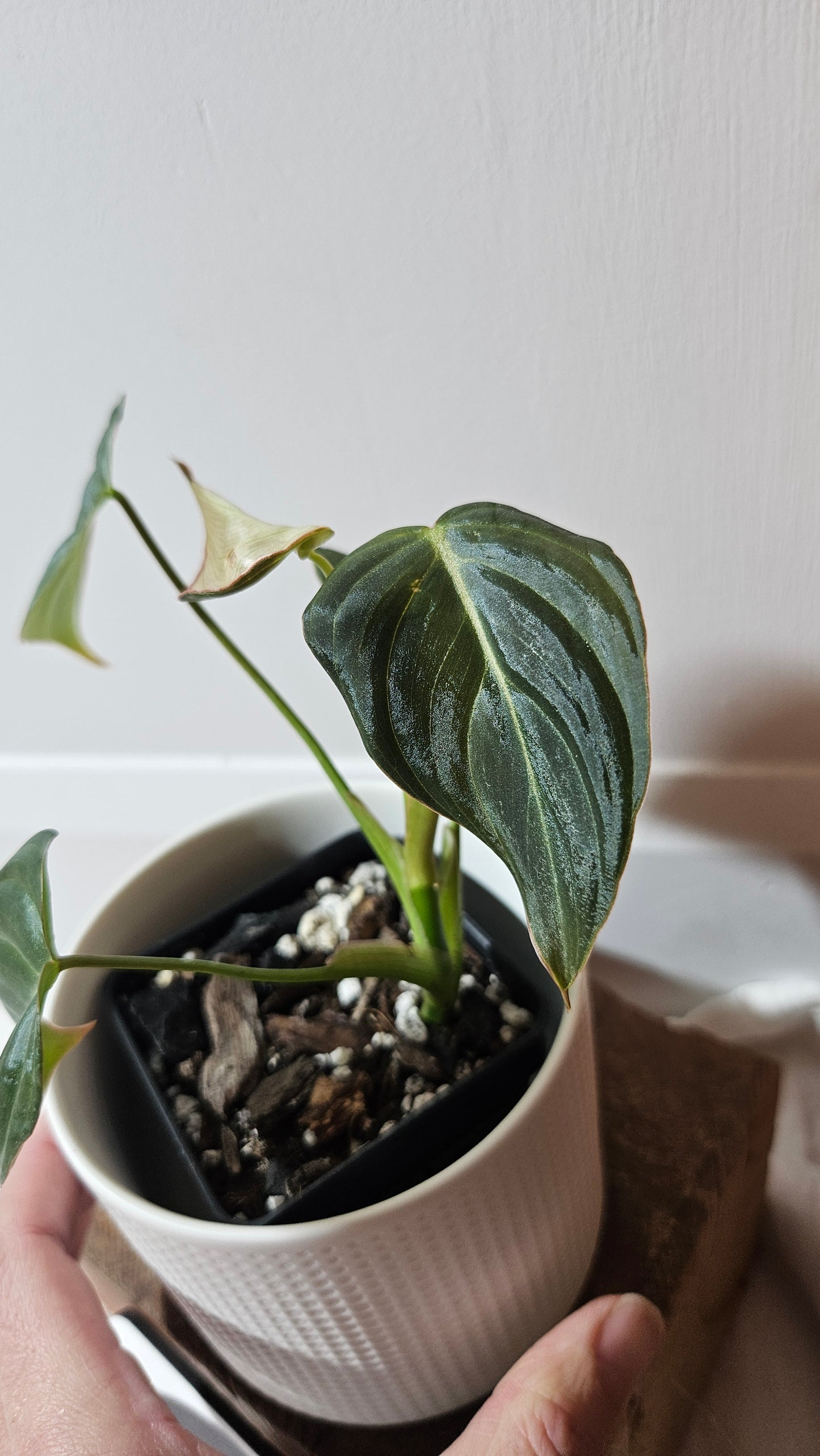 Philodendron Glorious (PHI-949)