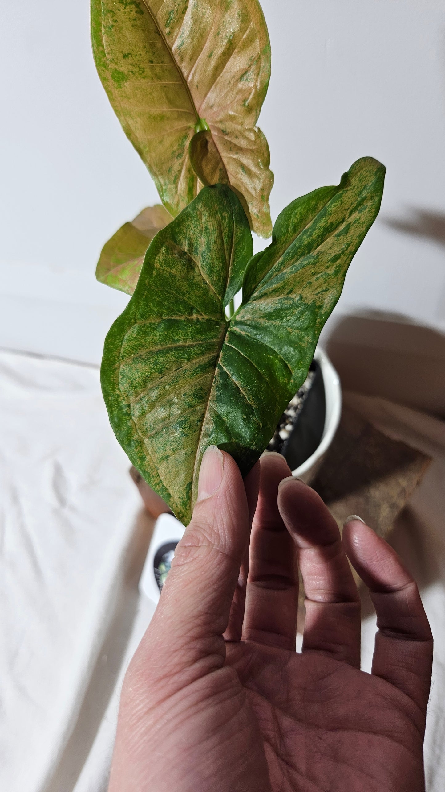 Syngonium Pink Flecked (SYN-314)