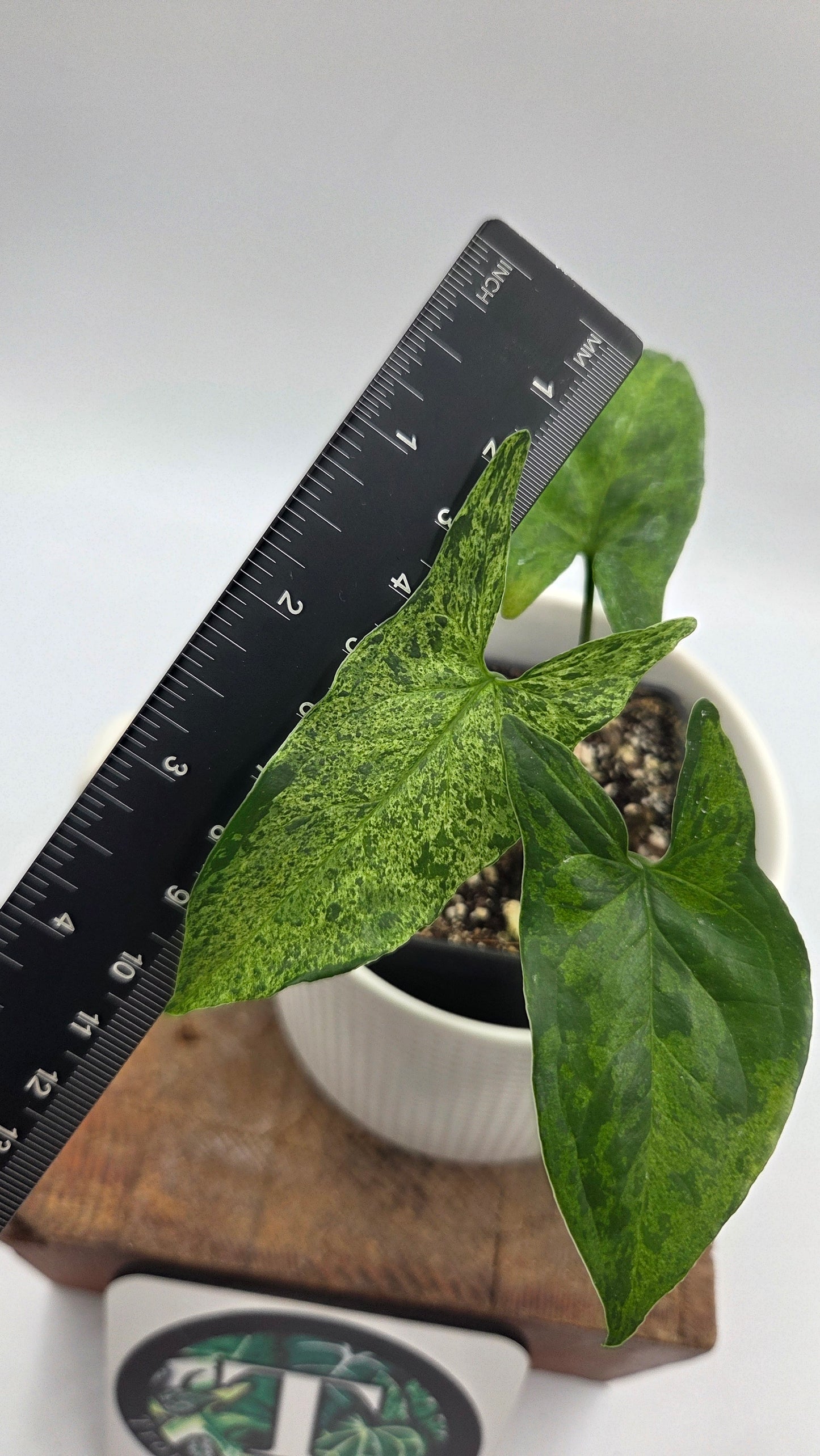 Syngonium Mojito (SYN-515)