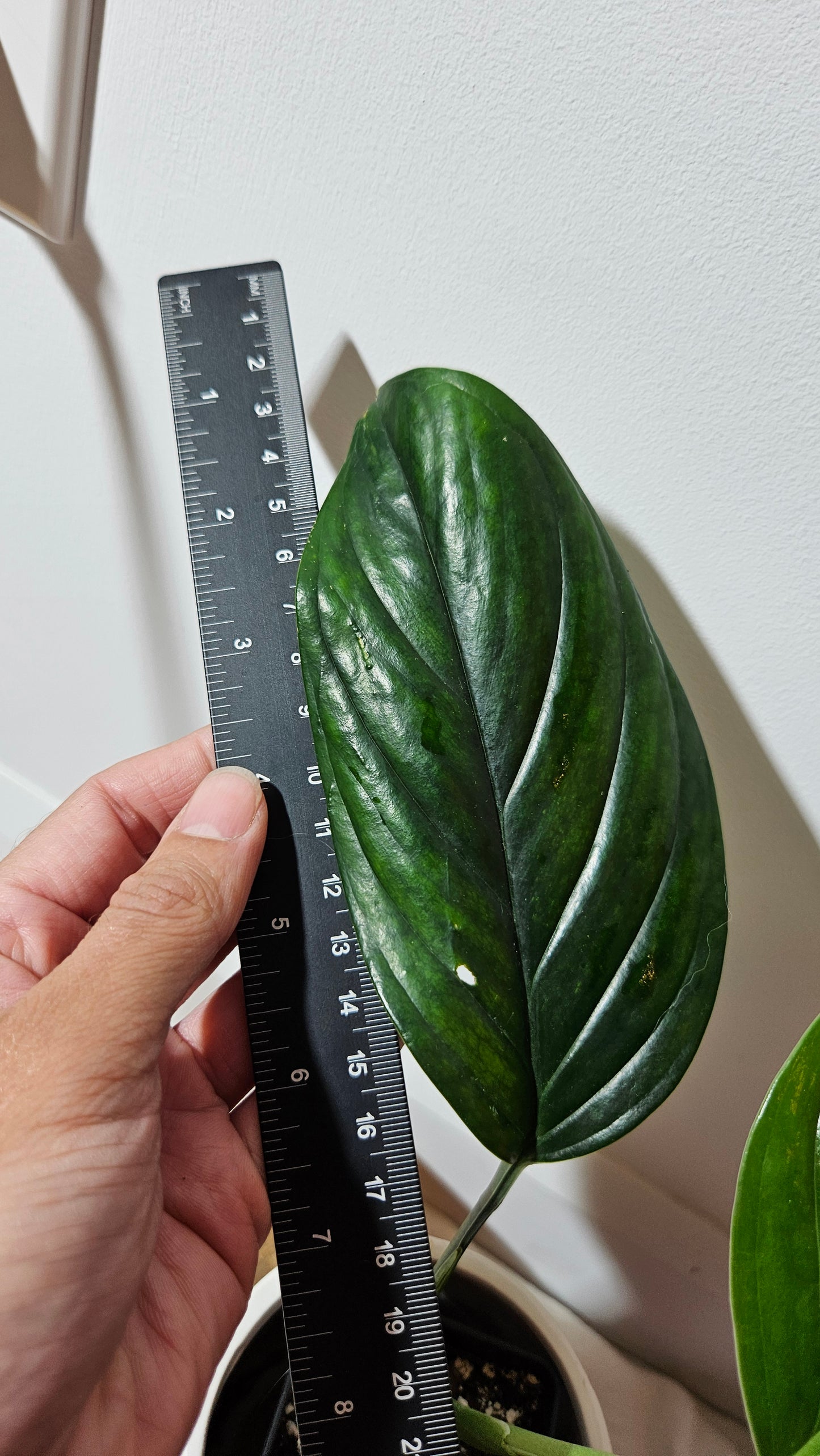 Monstera Obliqua Aff Black Stripes  (MON-236)