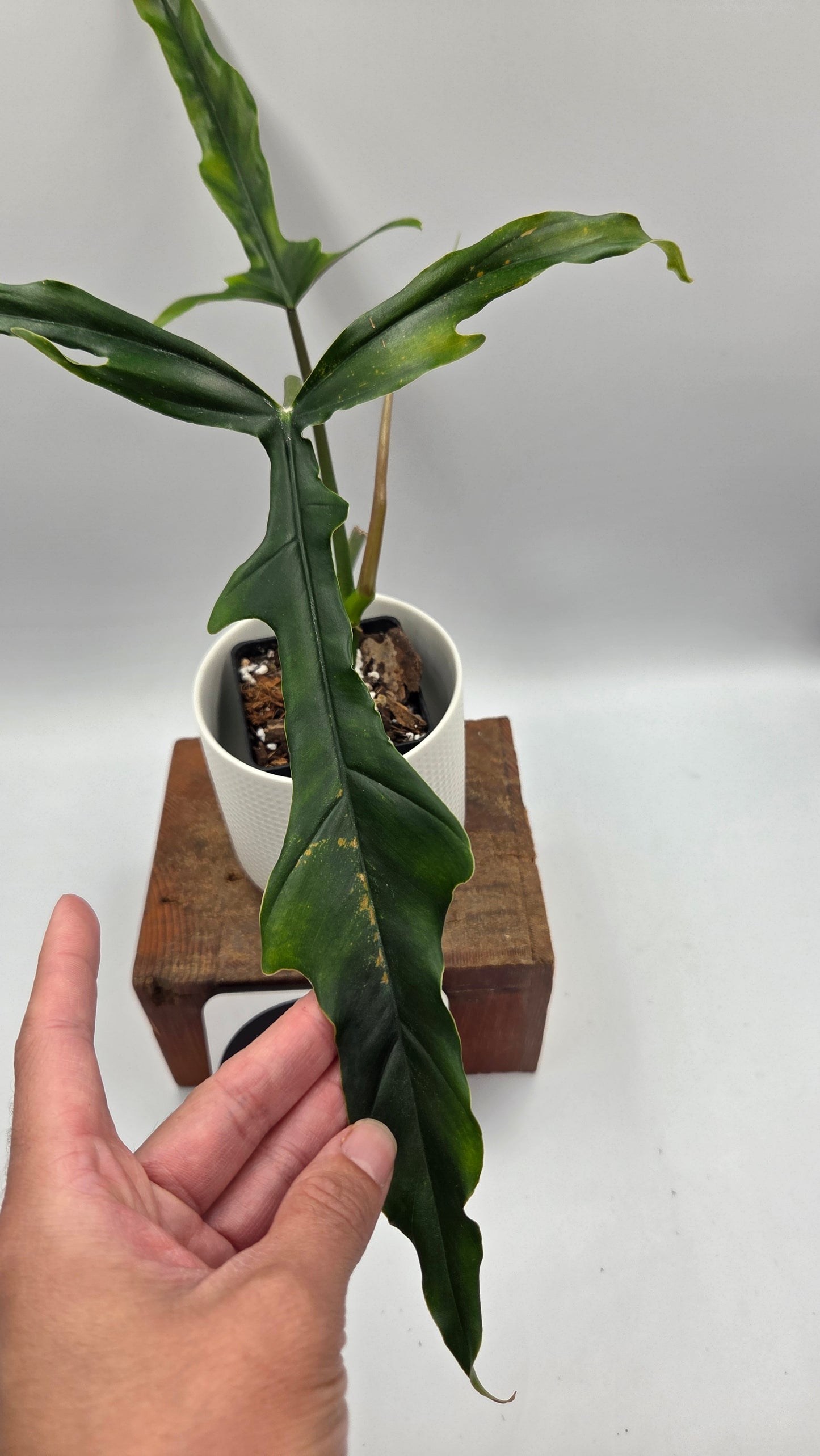 Philodendron Lavinia /(Paloraense cf X Tortum) (PHI-1080)