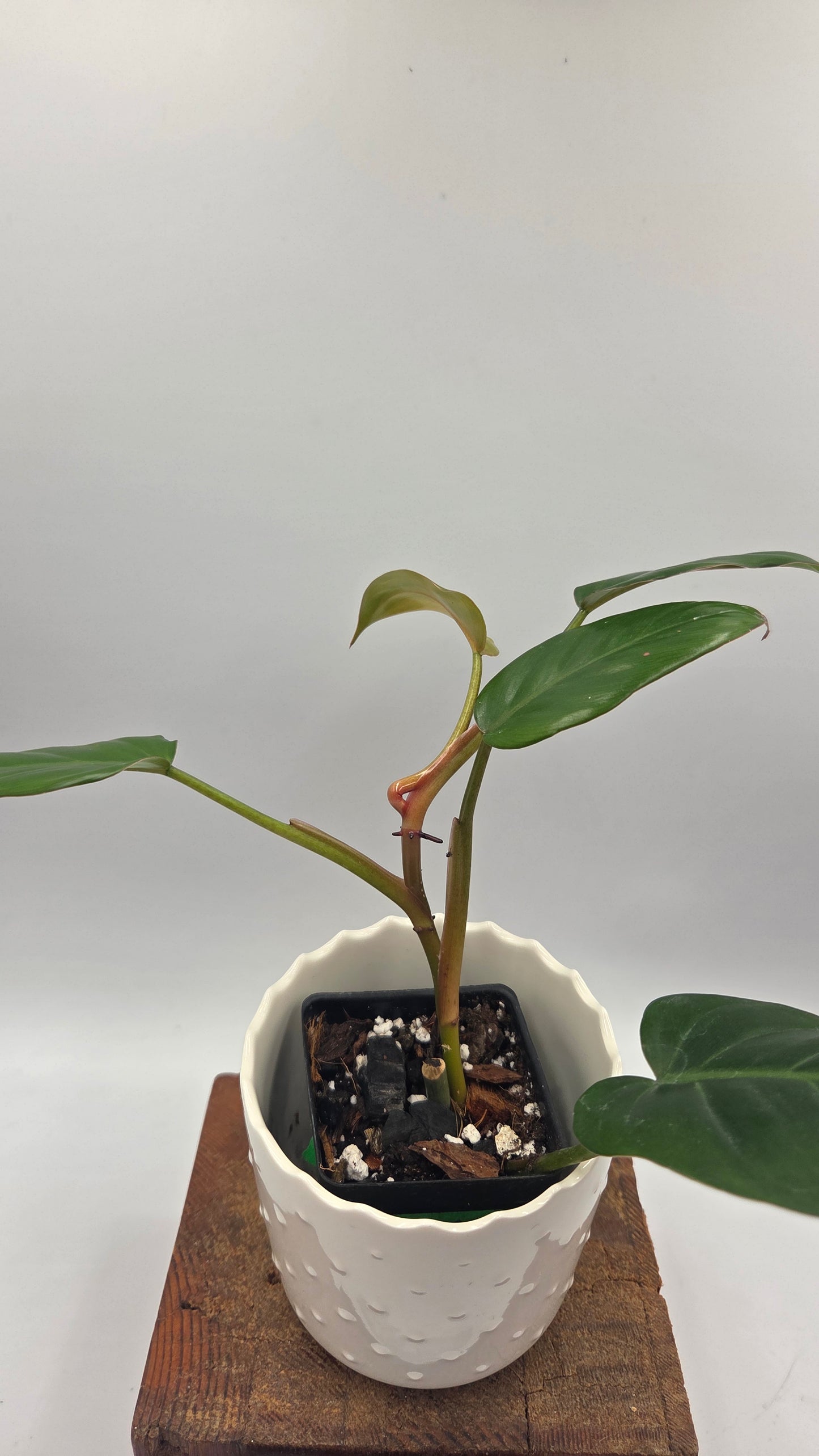 Philodendron Erubescens Chocolate (PHI-1068)