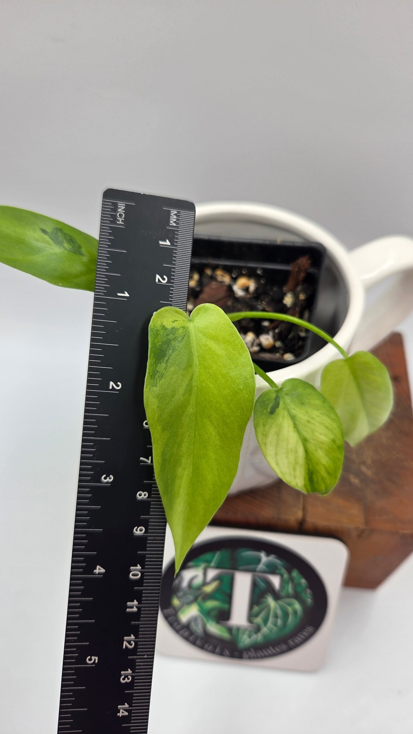 Philodendron Radiatum Variegata (PHI-1021)