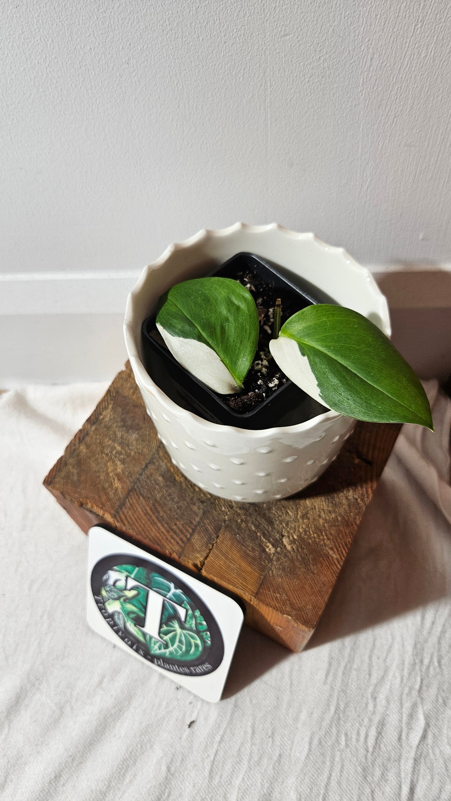 Scindapsus Moonlight Albo (SCI-977)