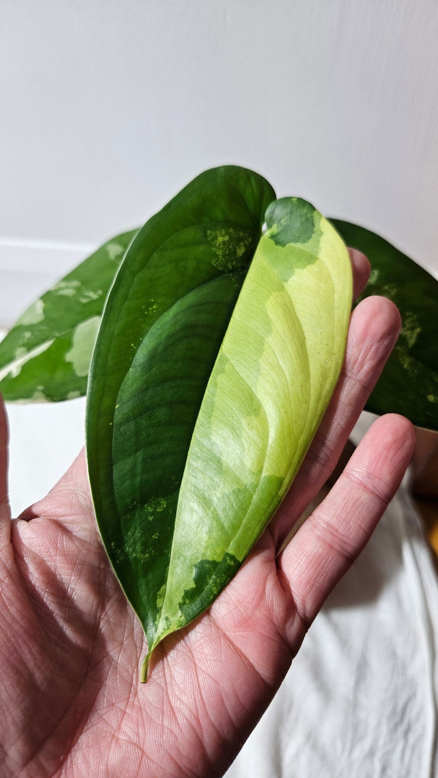 Syngonium Chiapense Albo (SYN-426)
