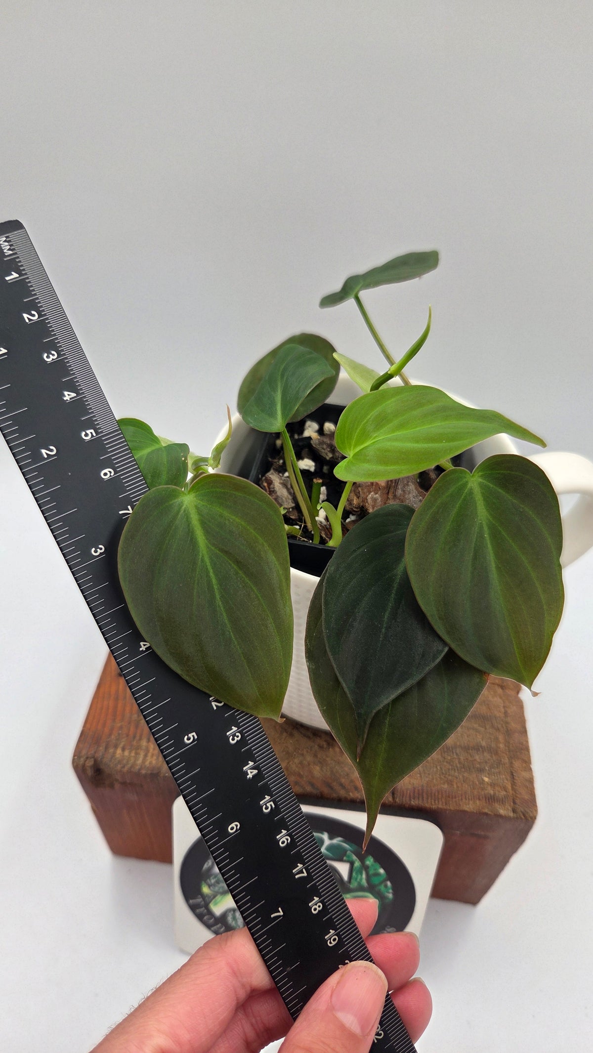 Philodendron Mican (PHI-1097)