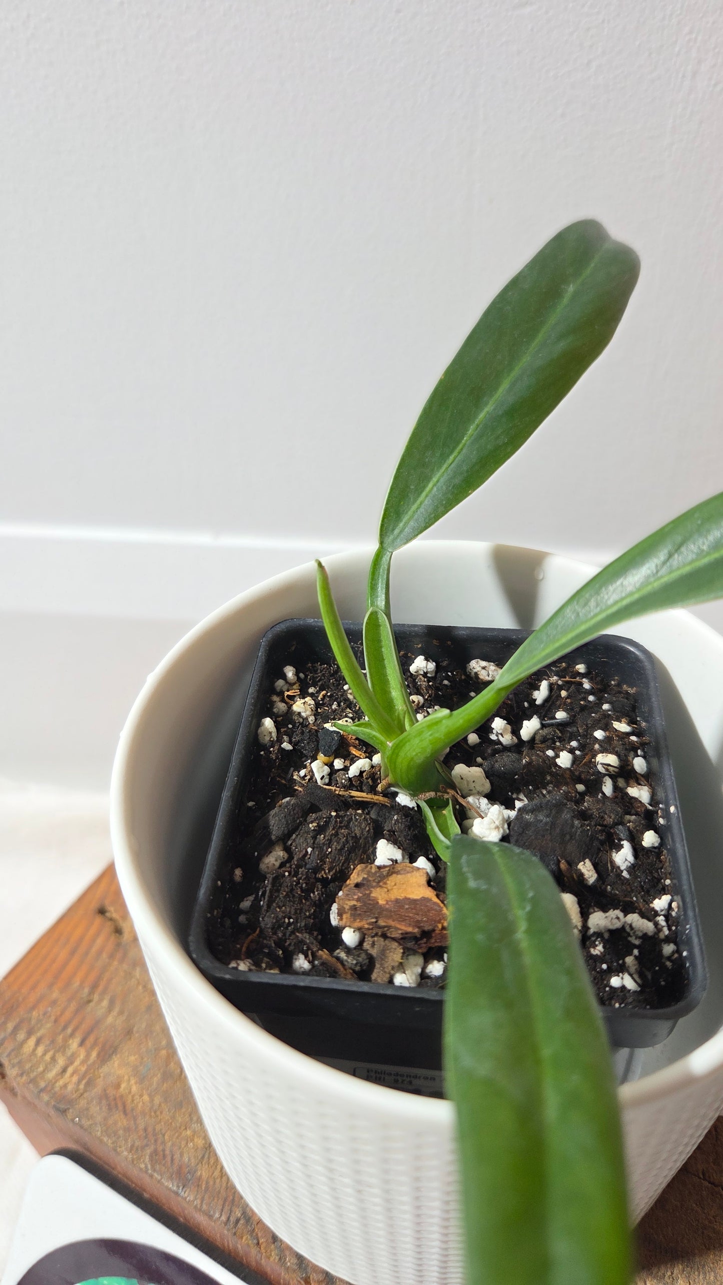 Philodendron Acutifolium (PHI-974)